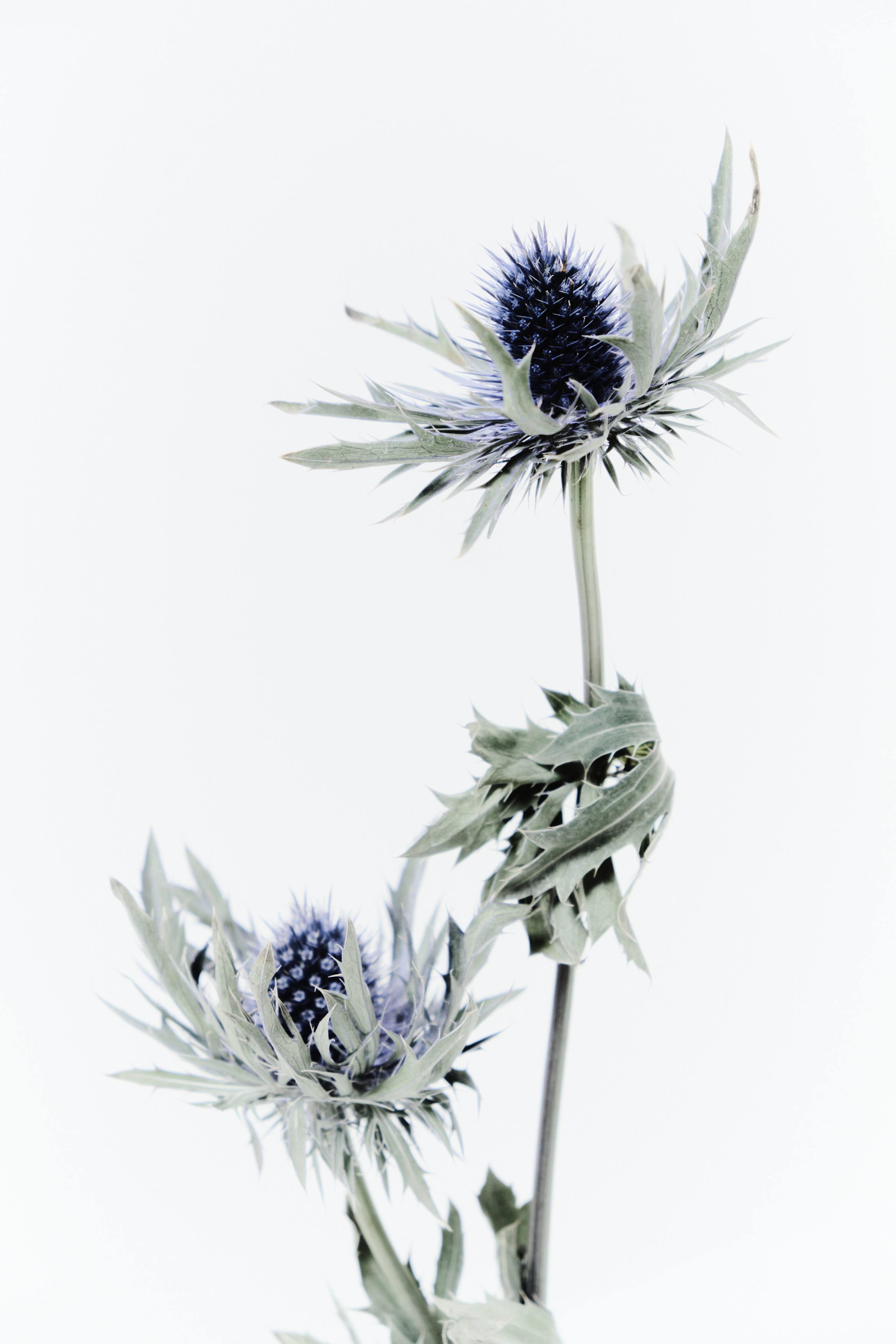 Badlon Magazine. Сет дизайнер предметный фотограф в Москве Анна Андреева