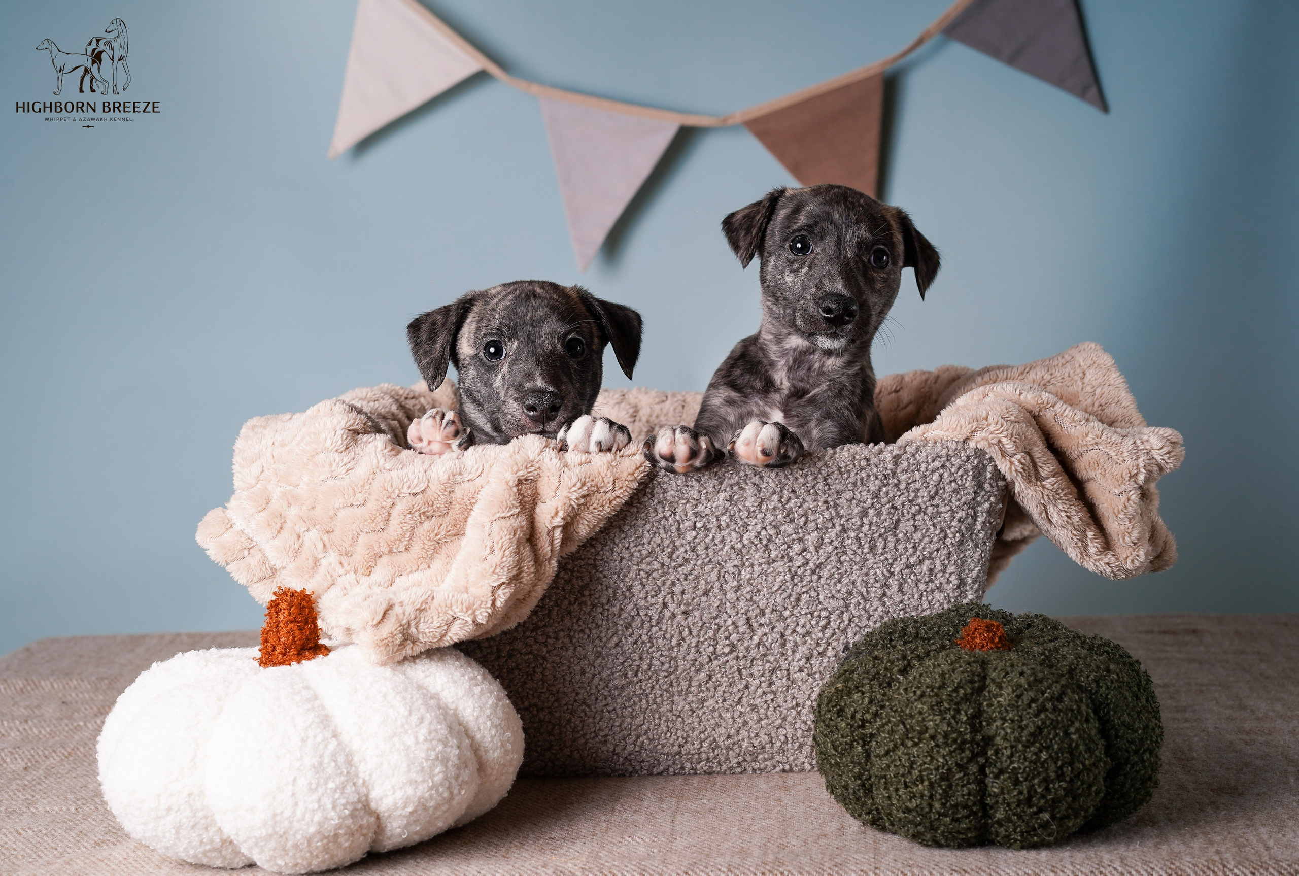 Щенки уиппета. Фотограф-анималист в Санкт-Петербурге Яна Мартынова