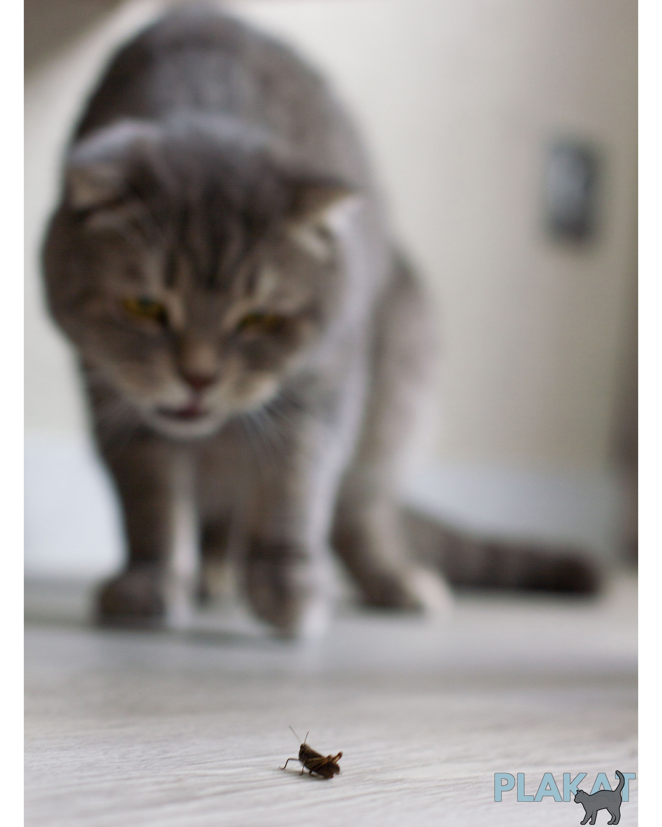 Special for 08/08/2025 /CATS/. Art-photographer Ira Wind