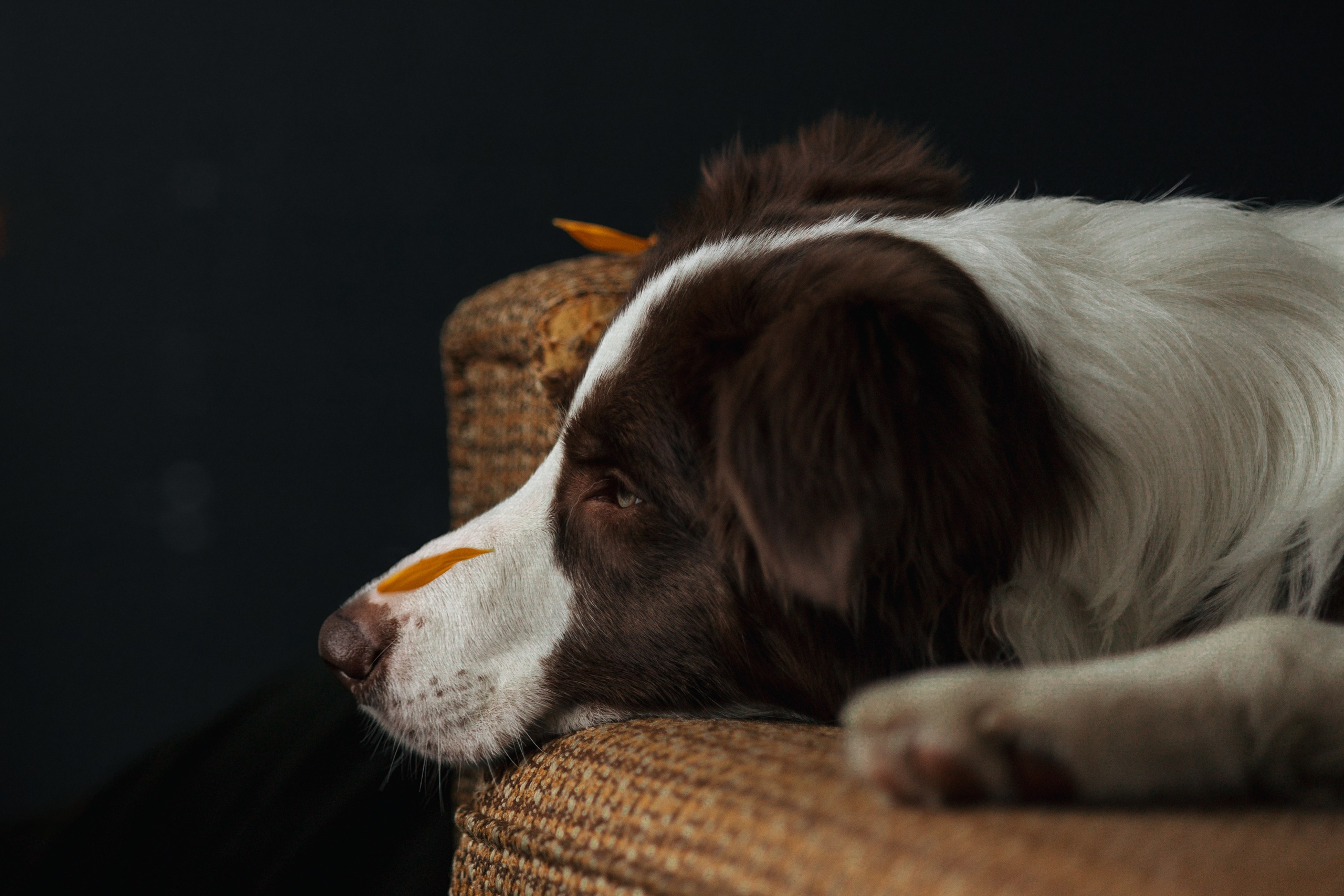 Настя и Симба. Фотограф — Анималист | Санкт-Петербург