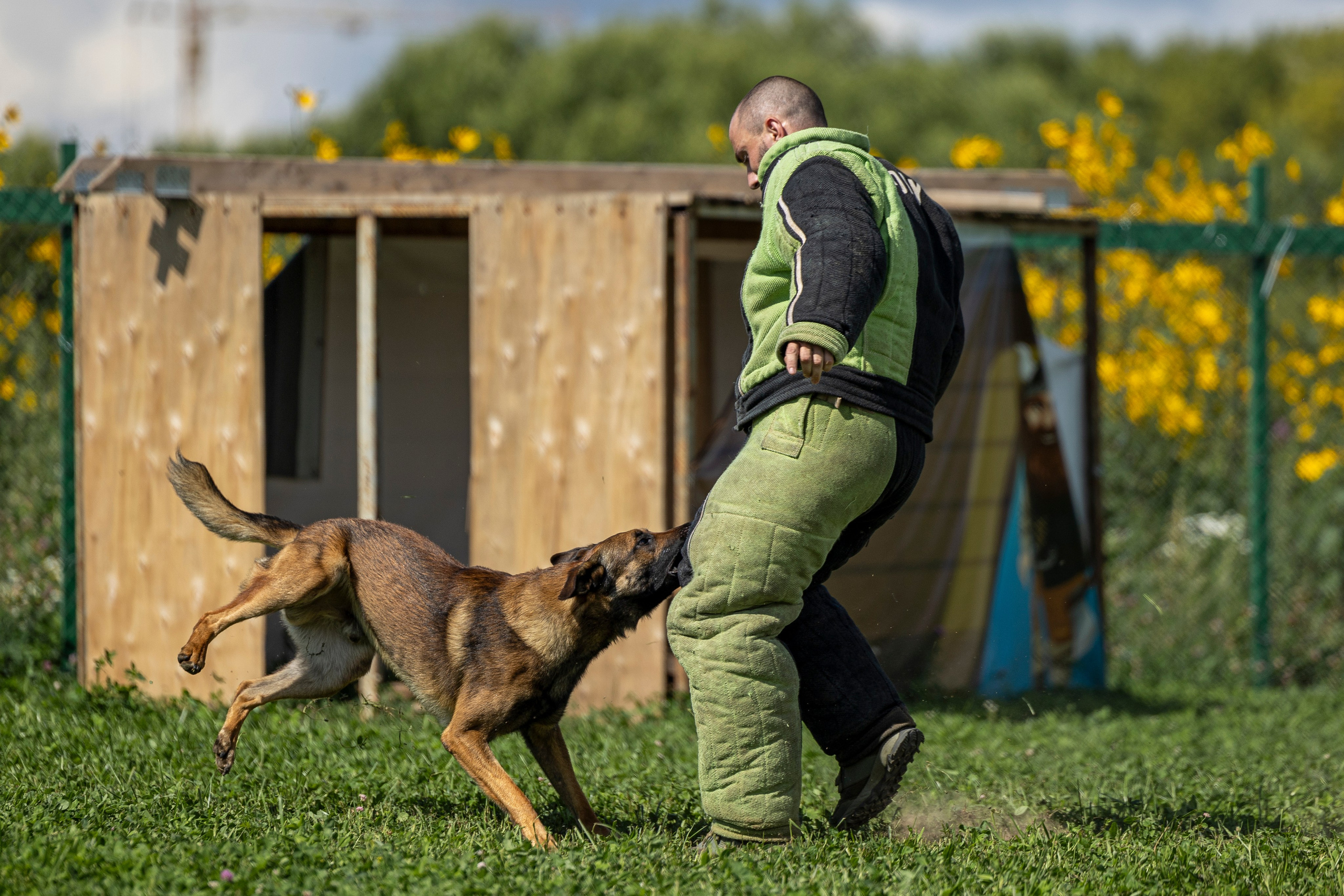 Соревнования по Мондьорингу г. Вологда 10-11.08.2024. Фотограф-анималист Анна Маринич