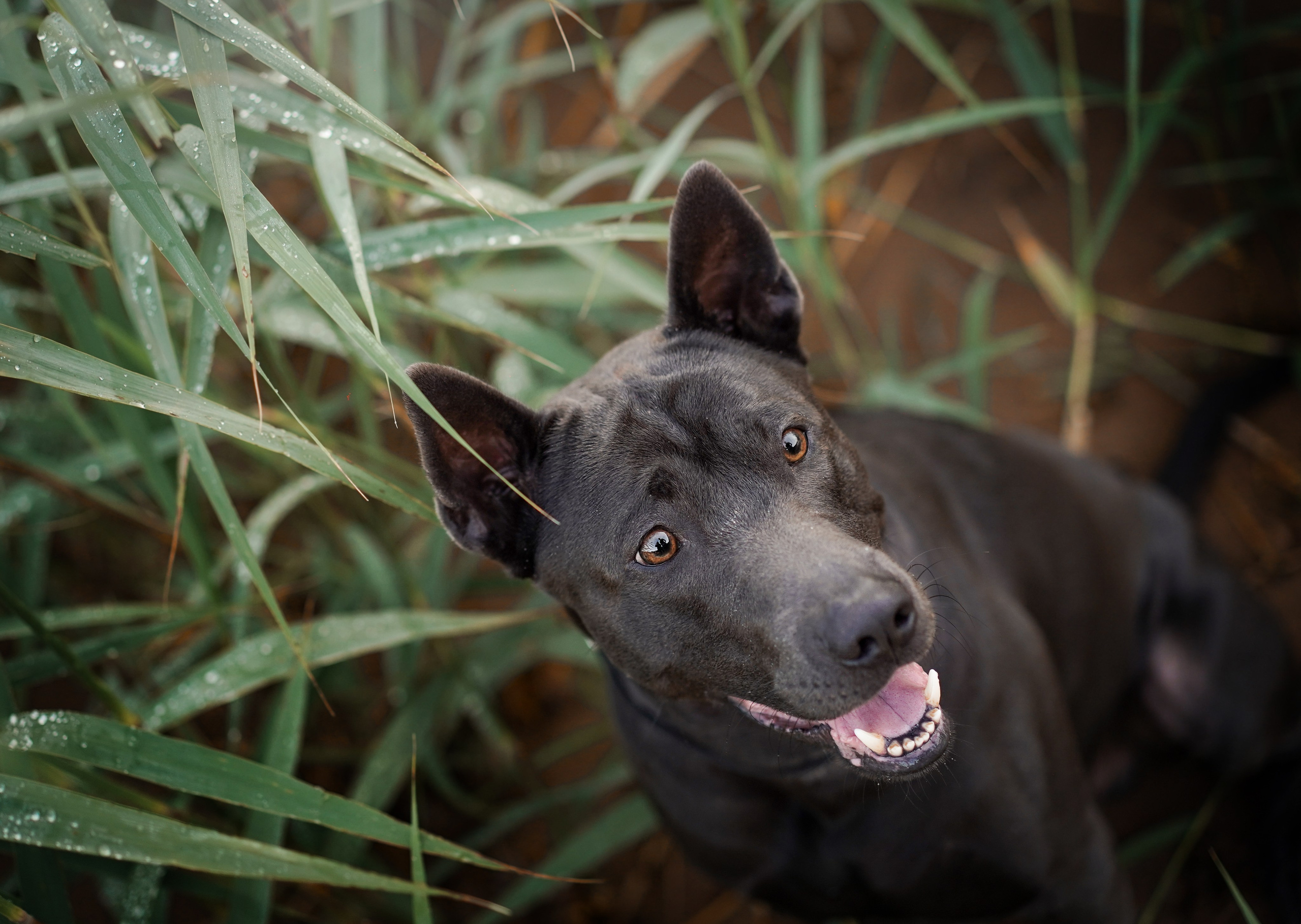 Вероника и Адам. Фотограф-анималист в Санкт-Петербурге Яна Мартынова