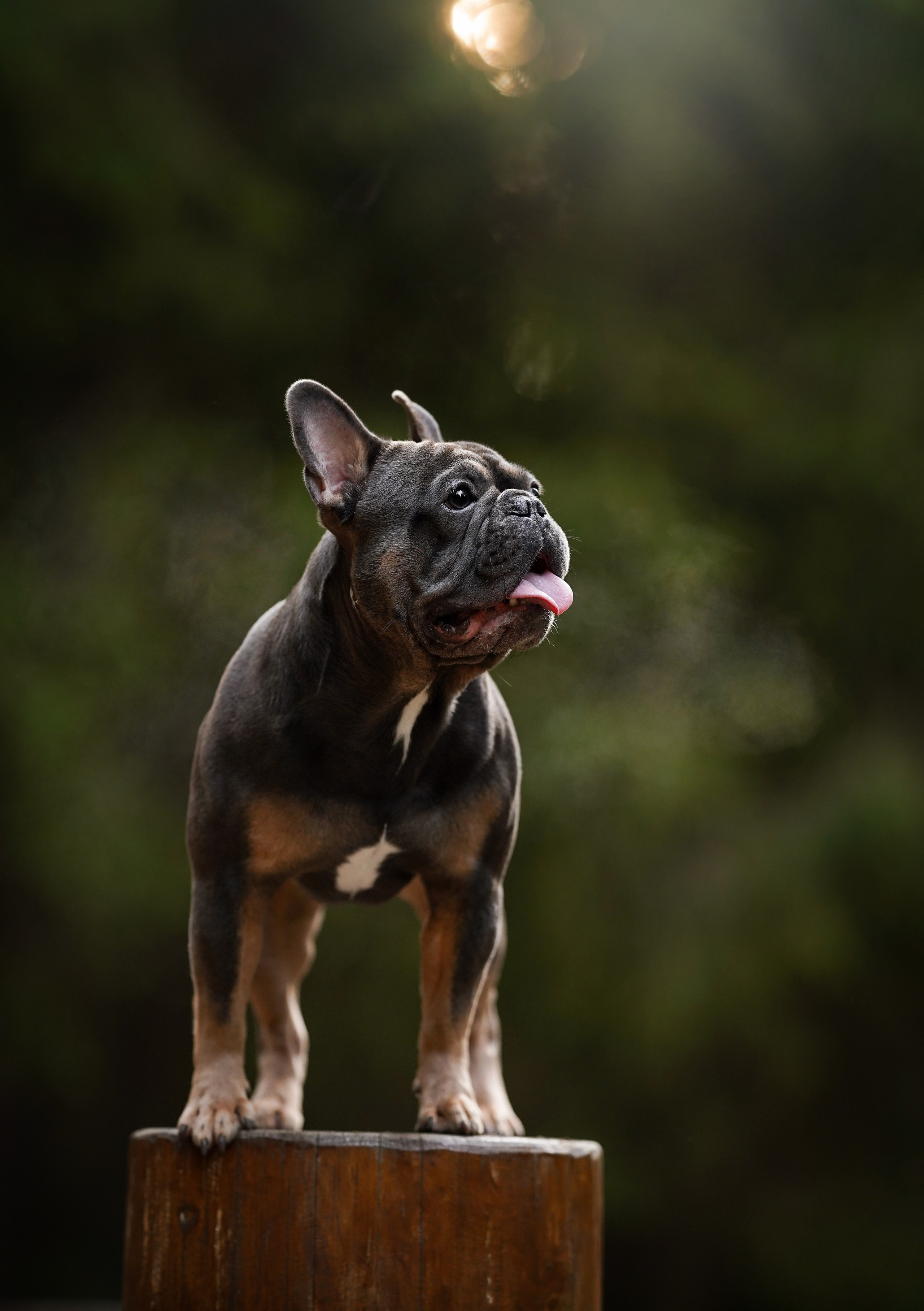 Юлия Петя и Моника. Фотограф-анималист в Санкт-Петербурге Яна Мартынова