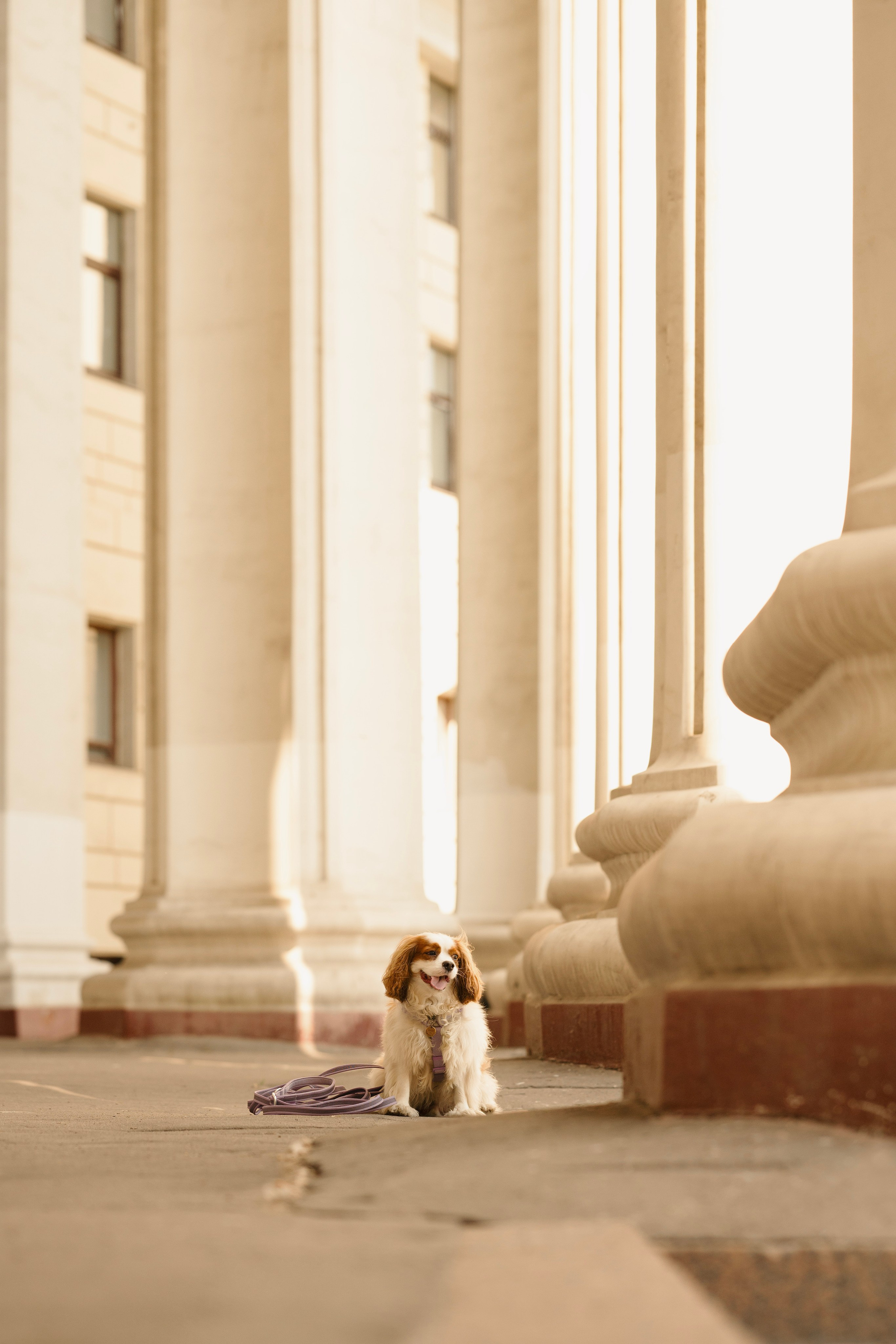 Джей. Фотограф- анималист Александра Матвеева