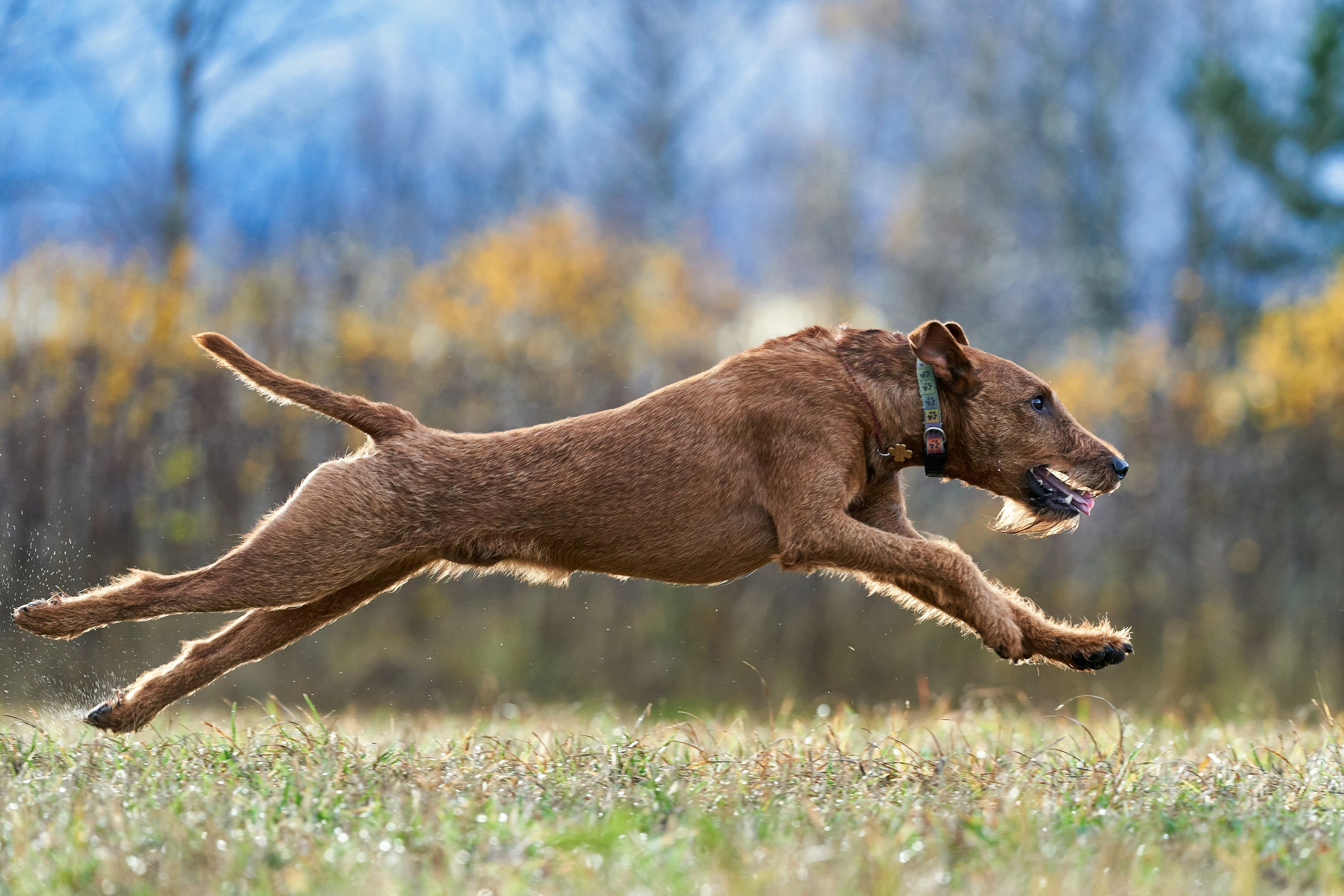 Репортажная съемка. Фотограф-анималист Михаил Манухин