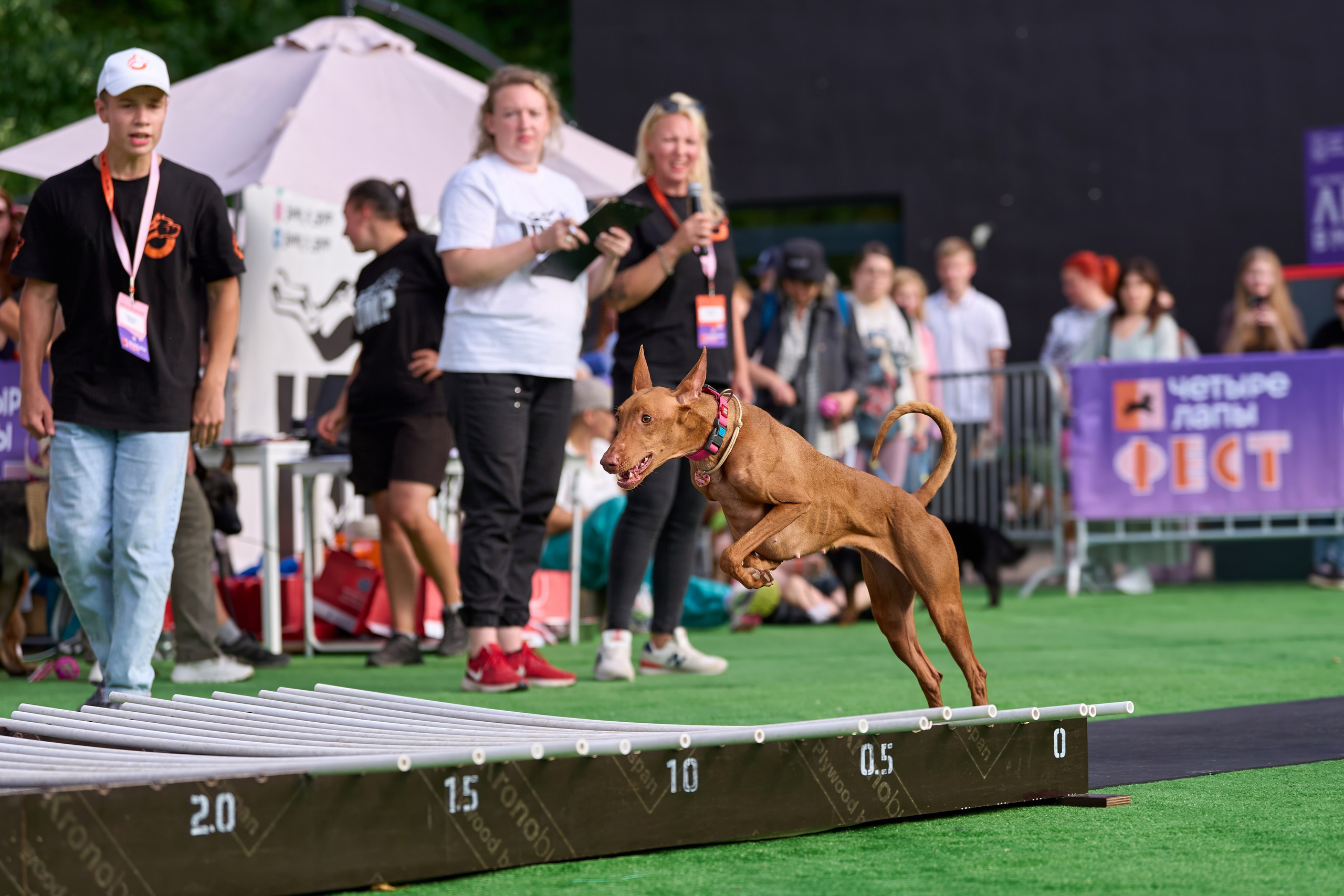 4 лапы Фест. Многоборье. Фотограф-анималист Михаил Манухин