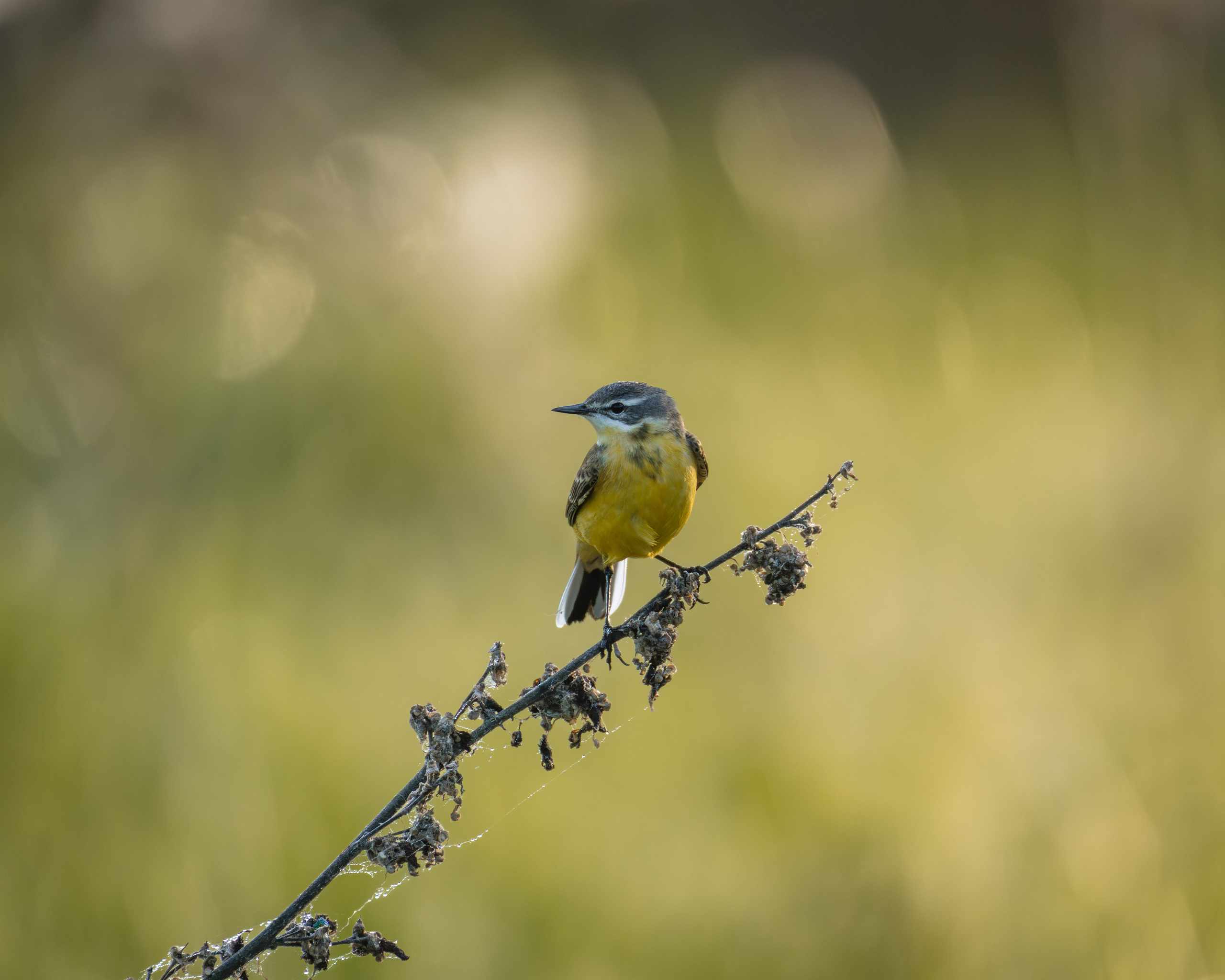 Voronezh 2026. Anton Chernov | Wildlife photographer