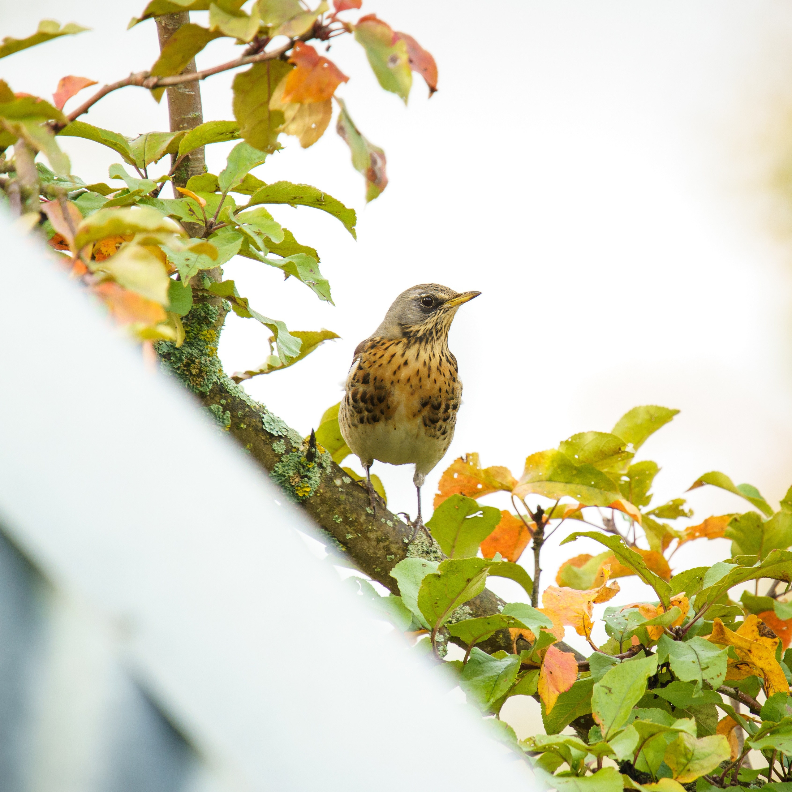 Animals — Животные