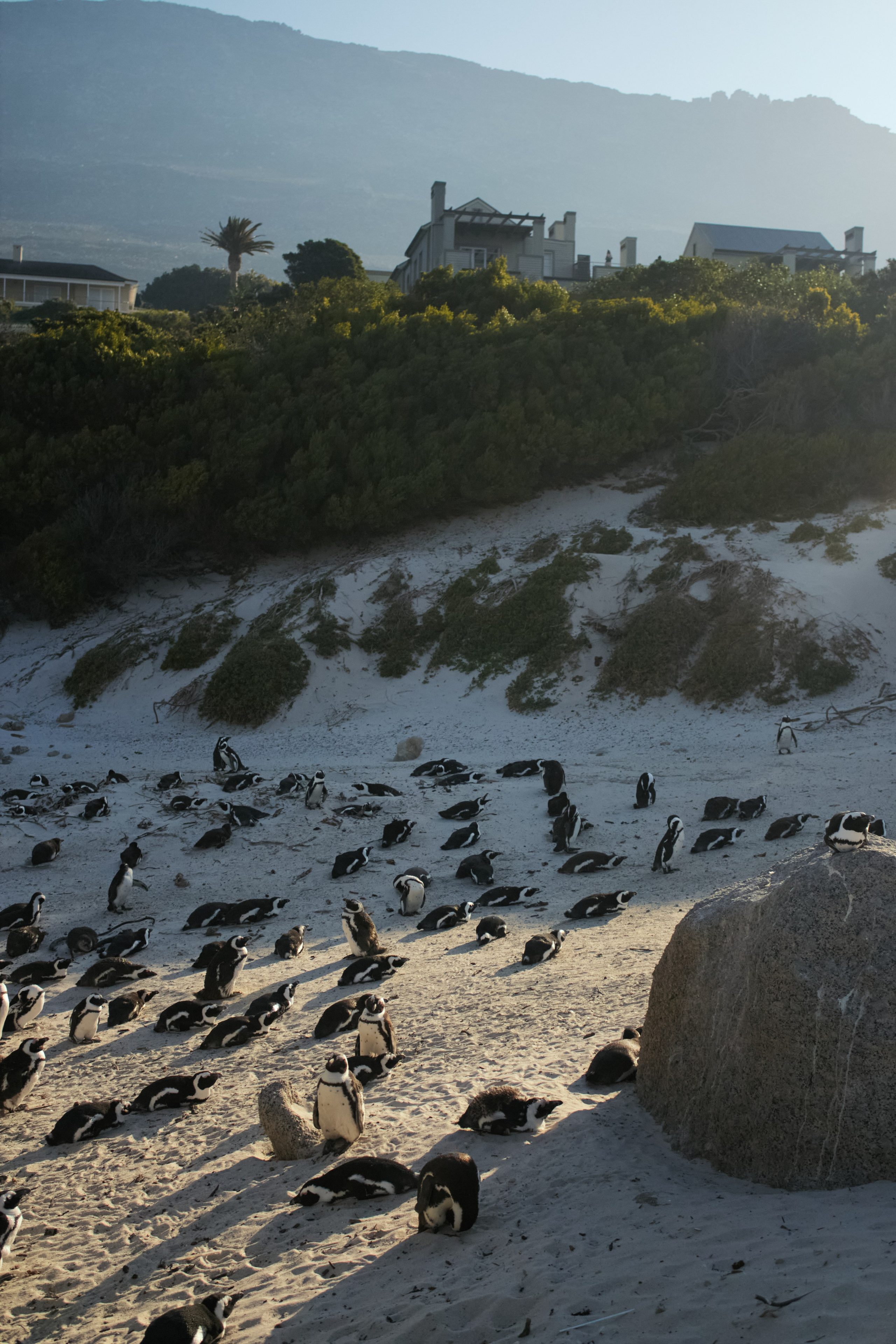 ЮАР. Профессиональный Фотограф во Владимире, в Москве и в Суздале — Полина Романычева