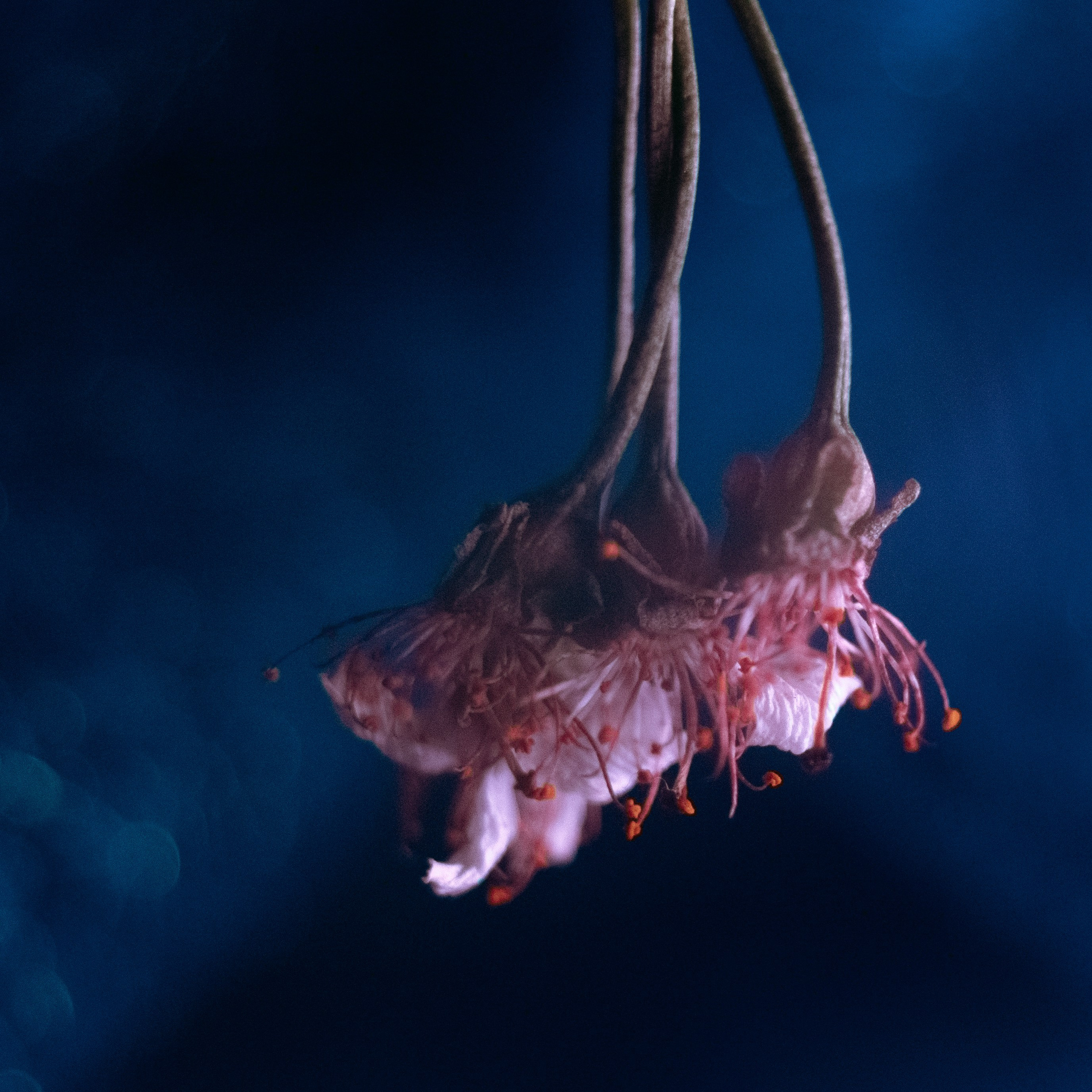 Zoya Smirnova|Visual Artist & Director. Zoya Smirnova | Visual Artist & Director