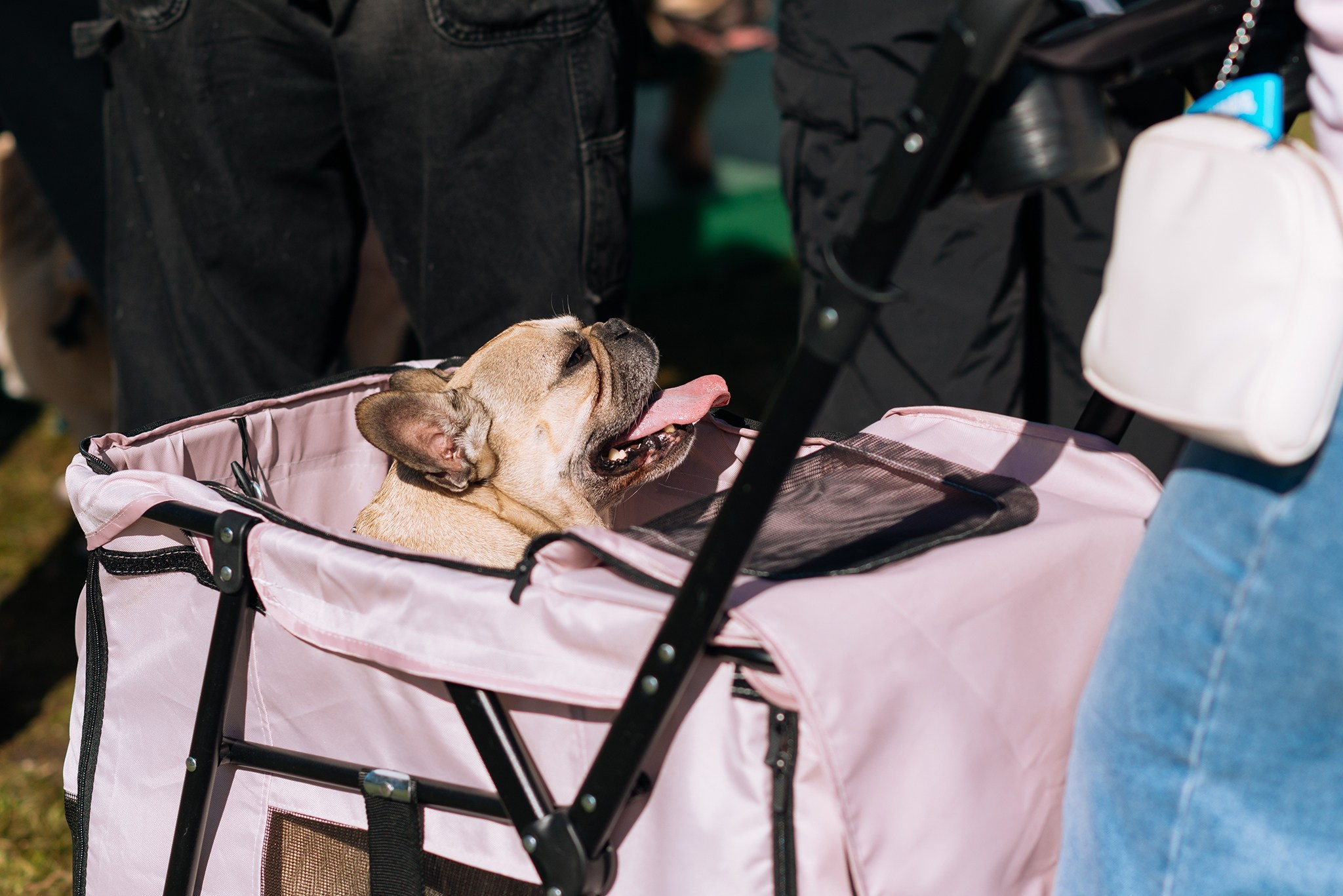 PETSHOP DAYS. Июнь 26. Репортажный фотограф в Санкт-Петербурге Анастасия Клёпова