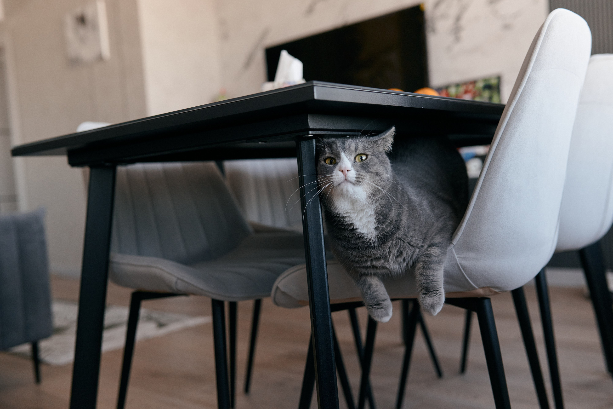 Фотоистория одной пиццы. Сергей Богомолов. Свадебный и семейный фотограф