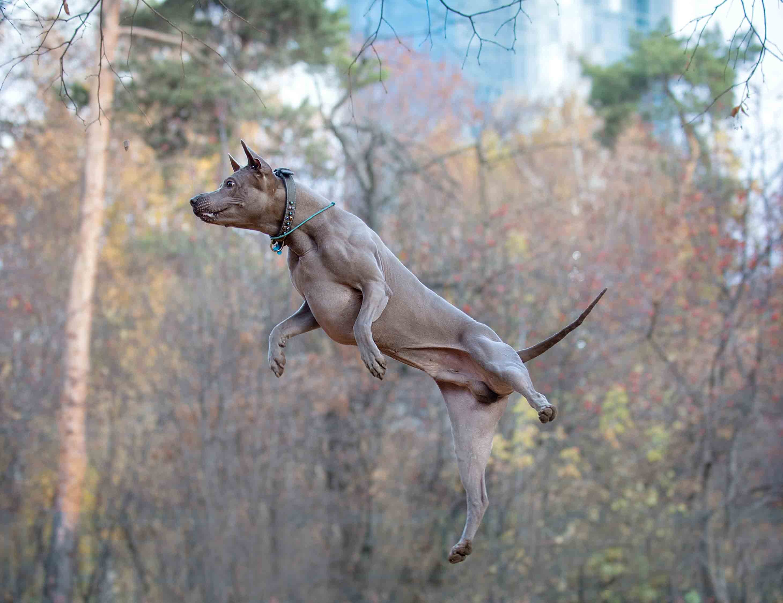 Собаки. Портретная и свадебная фотосъемка. Москва и область