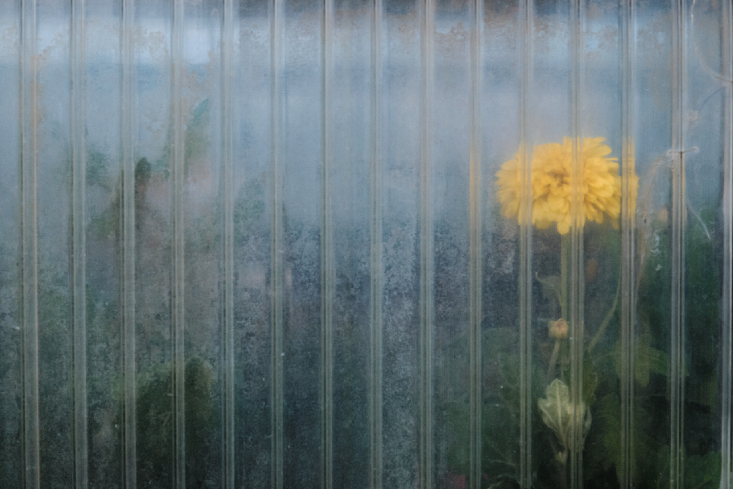 Академ-городок и ботанический сад. Goncharov Tim