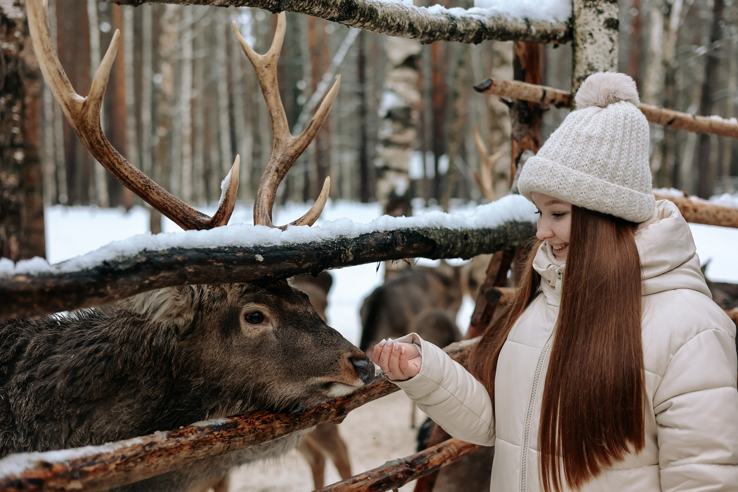 Экскурсия «Мир оленей». Фотограф Диана Воробьева Нижний Новгород