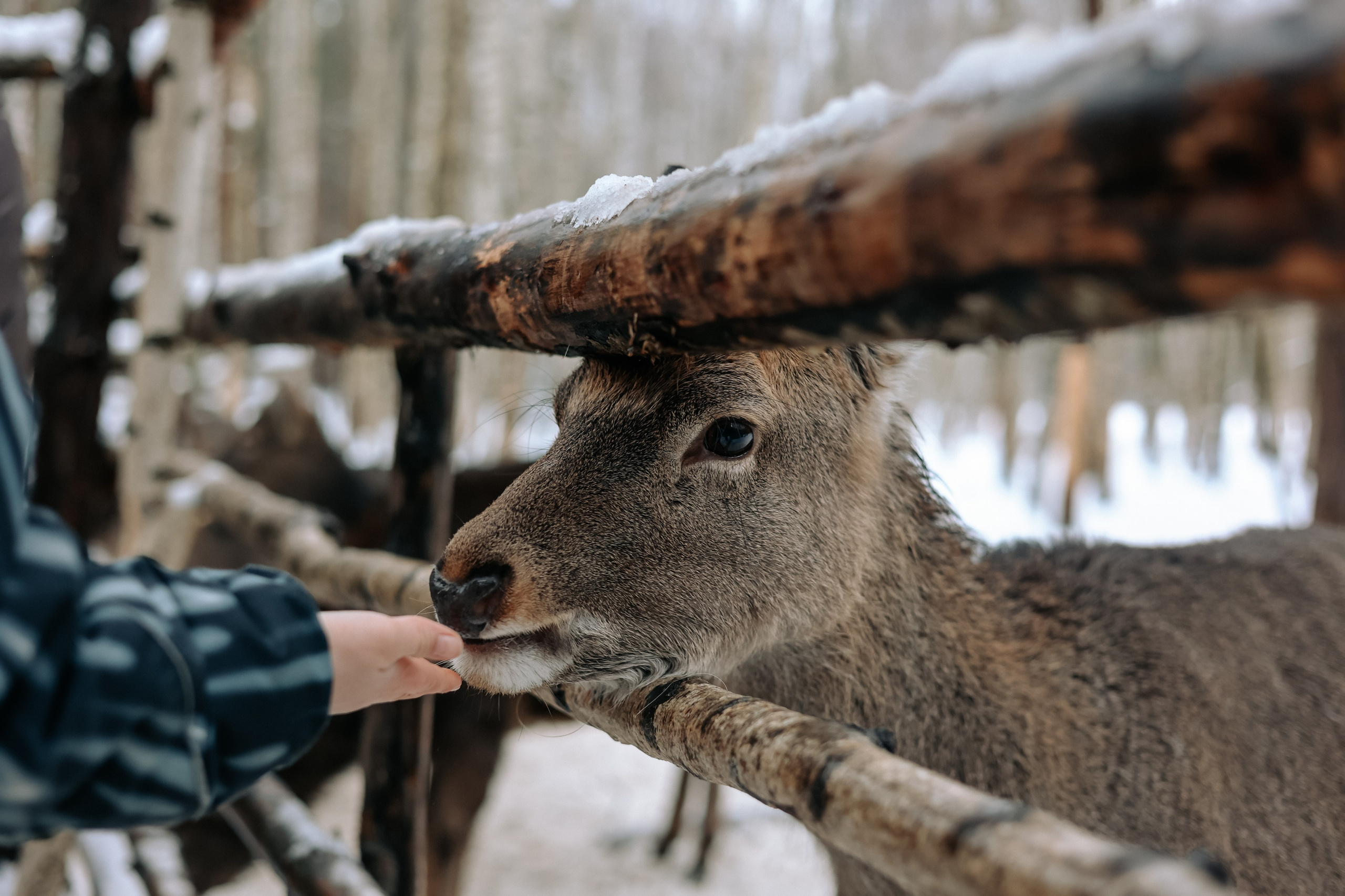 Экскурсия «Мир оленей». Фотограф Диана Воробьева Нижний Новгород