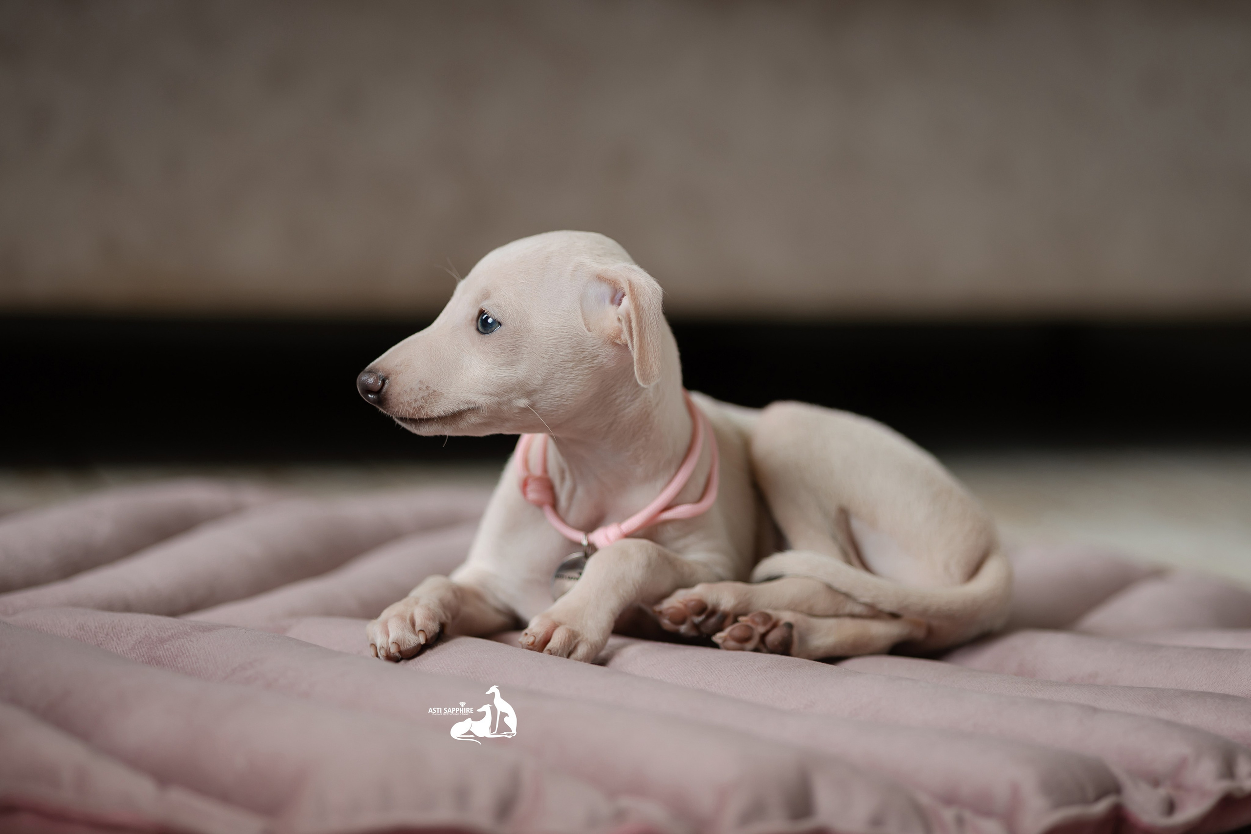 Белоснежные. Professional Italian Greyhound Kennel RKF/FCI ASTI SAPPHIRE 💎 Sochi|St. Petersburg