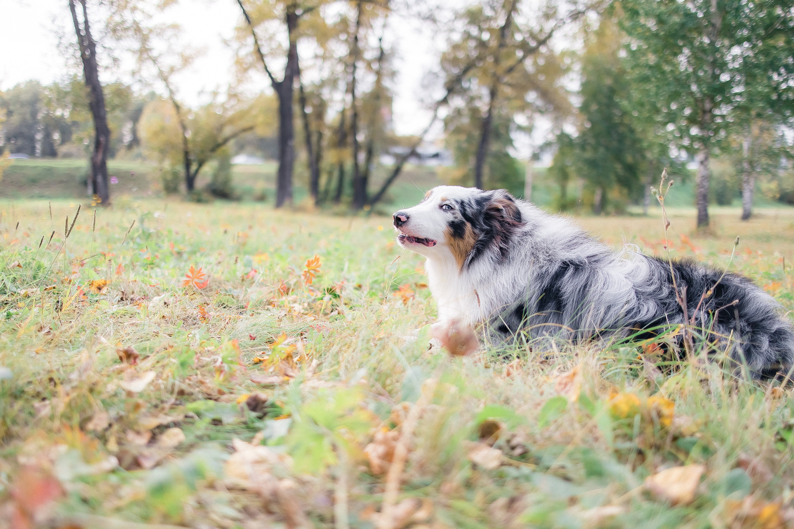 Аусси Дэймон. Свадебный и женский фотограф