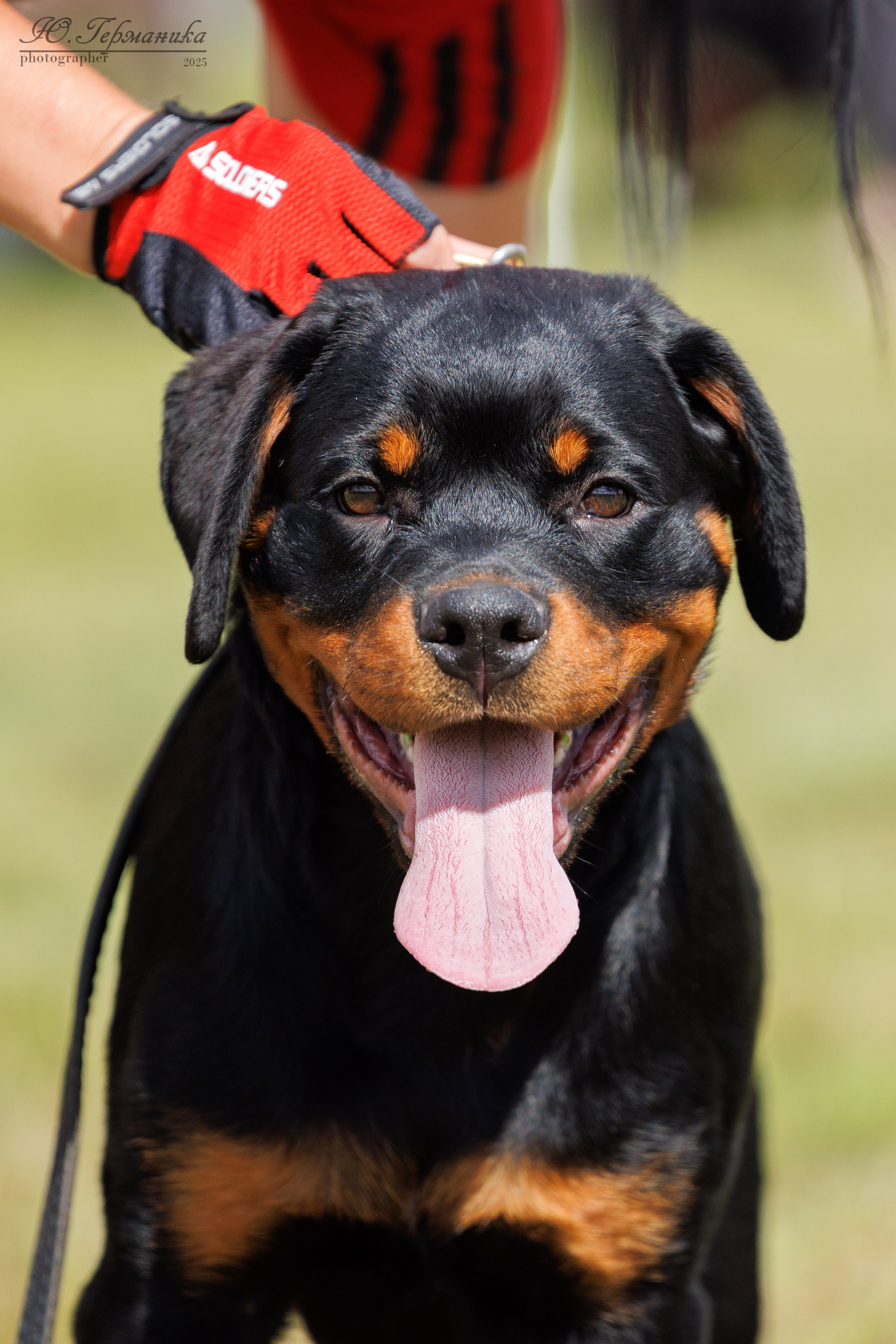 Рязань 2хмоно ротвейлеры 16-17.08.2025. Фотограф-анималист Юлия Германика