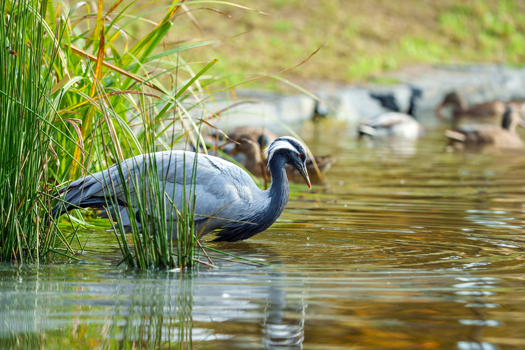 Удивительные мир птиц. Вокруг нас столько прекрасного — присмотритесь!. Ваш личный фотограф Марина Волкова