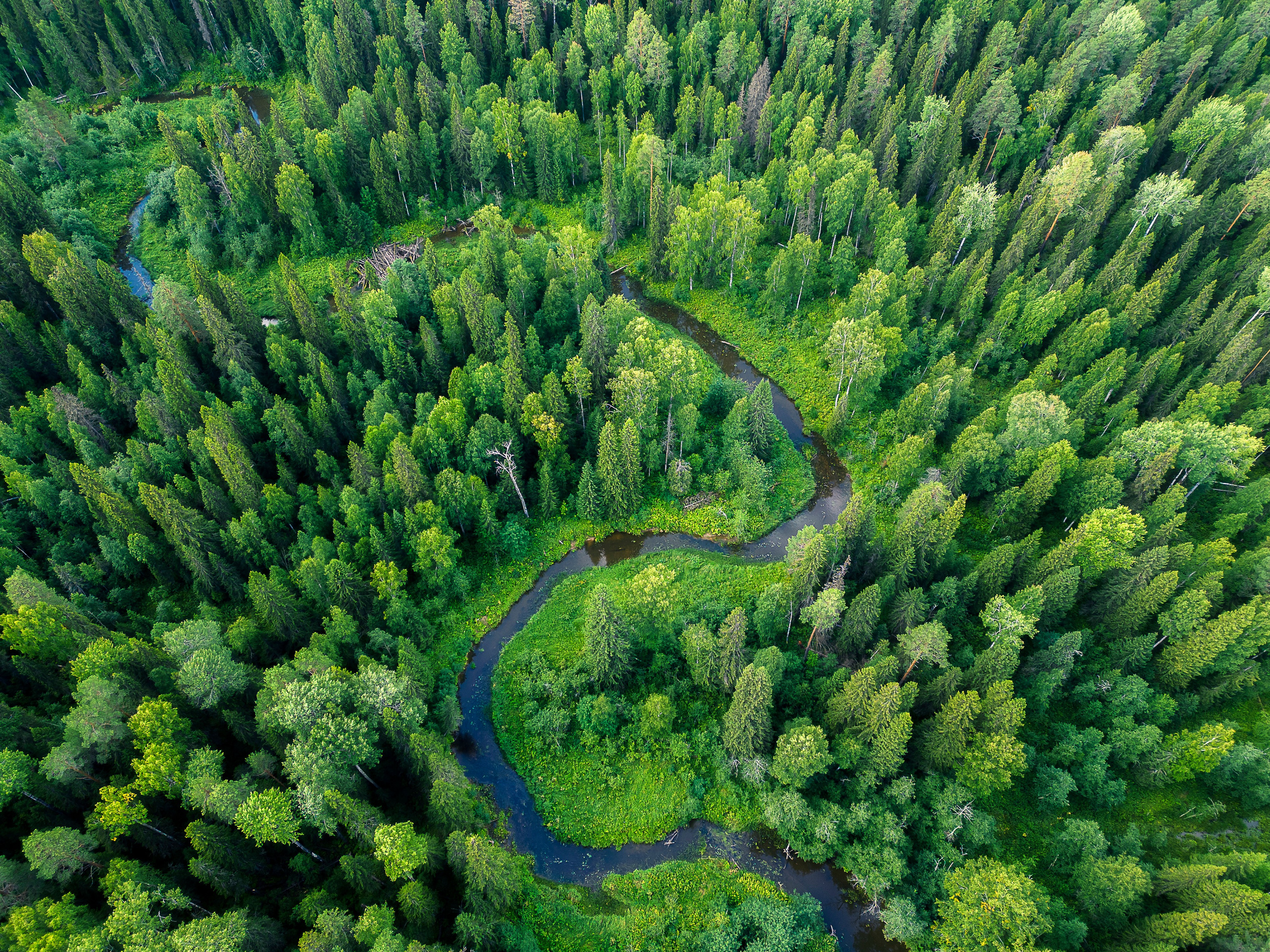 Тайга, республика Коми. Река Сенюк, нацпарк "Койгородский".