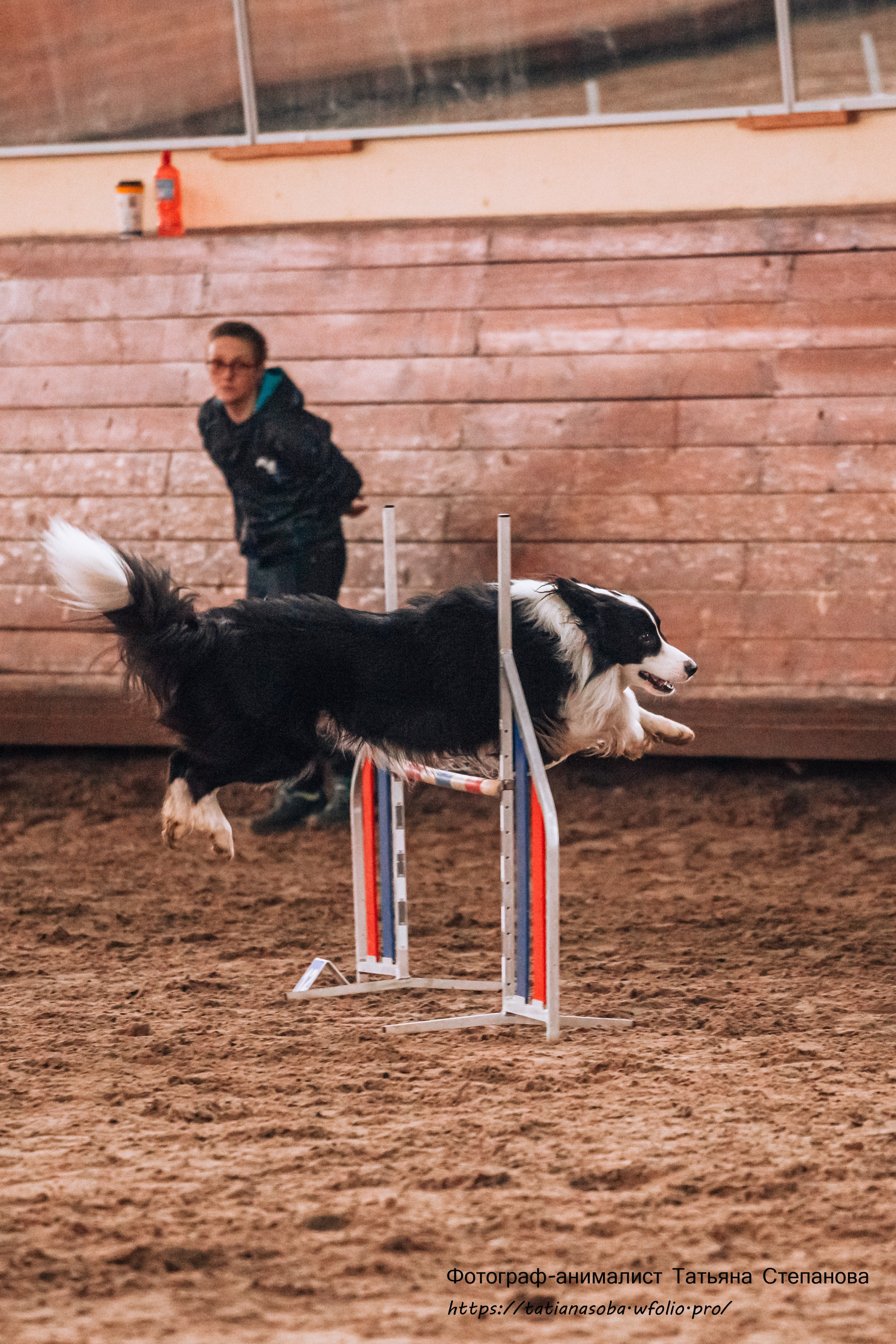 Соревнования по Аджилити 25.02.2024. Фотограф-анималист Татьяна Степанова