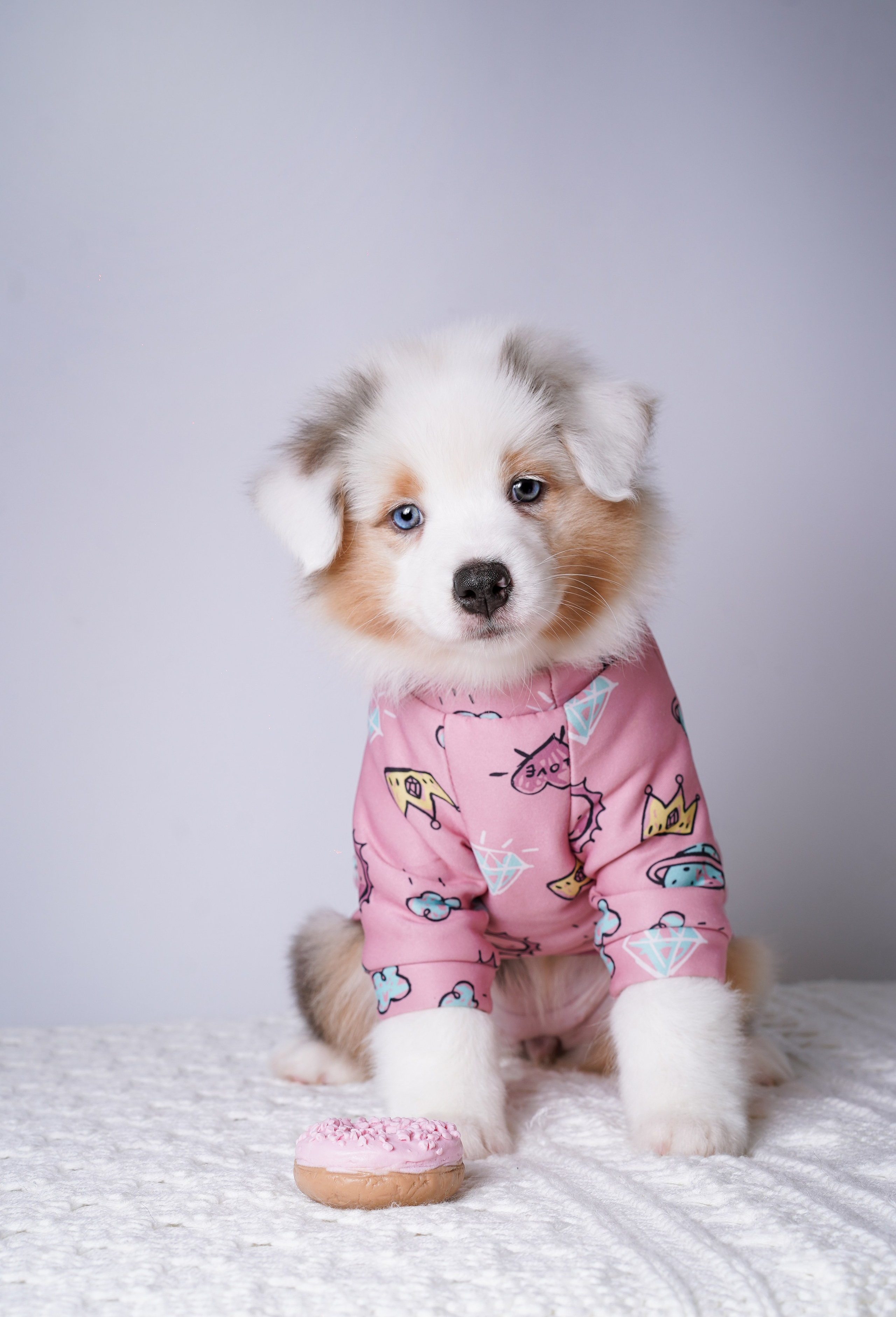 Щенки аусси. Фотограф-анималист в Санкт-Петербурге Яна Мартынова