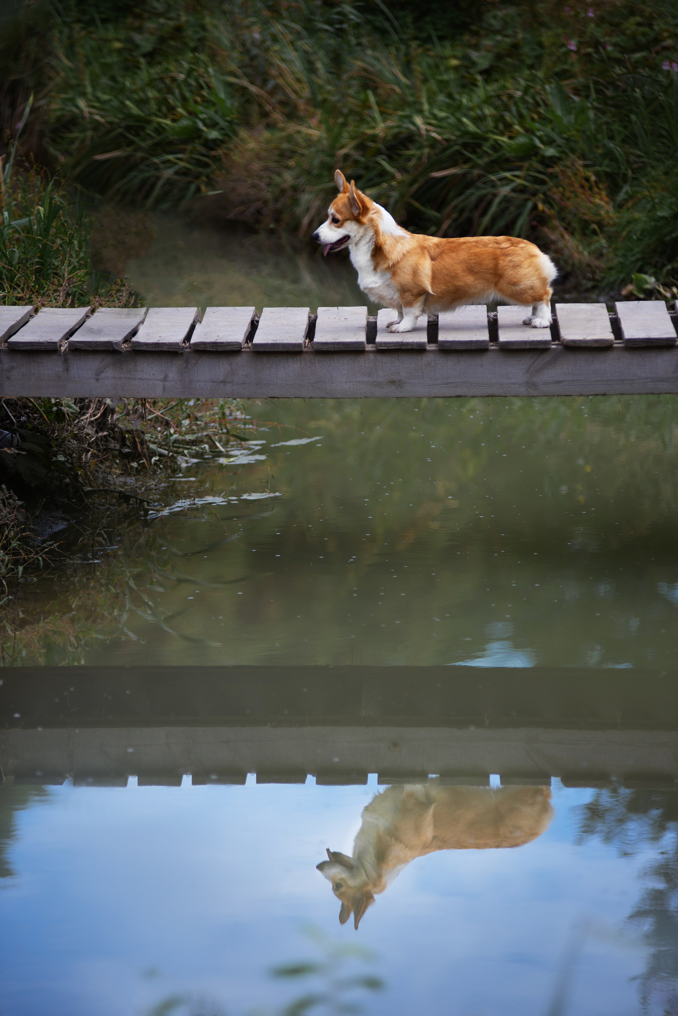 Осень с рыжими собаками. Дог-фотограф в Тюмени Александра Королева
