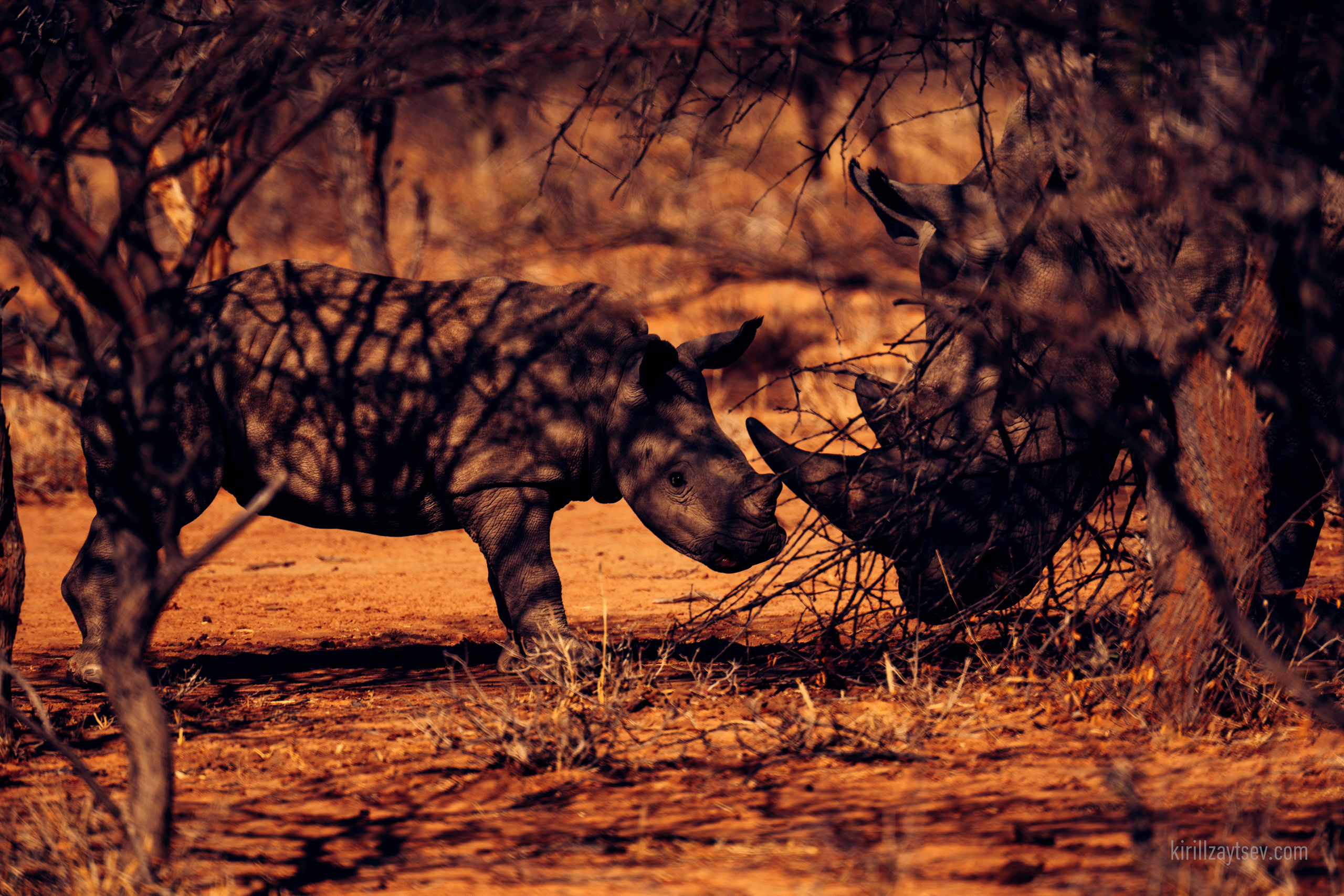 Жизнь. Профессиональный фотограф Кирилл Зайцев