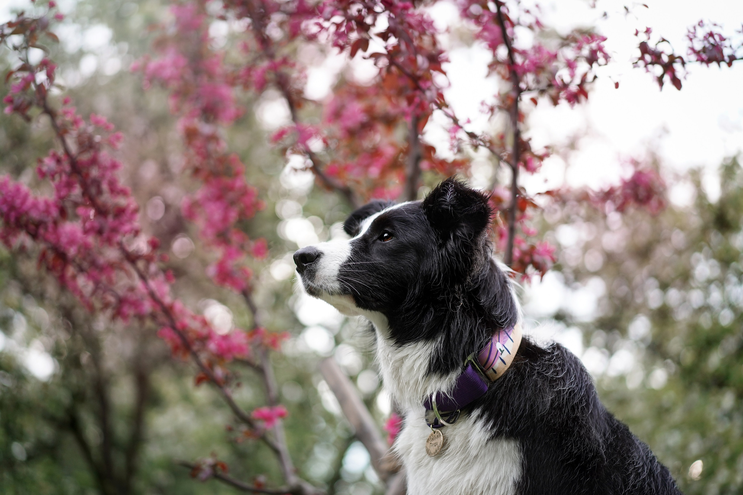 Юля, ее мама и Груша. Фотограф-анималист в Санкт-Петербурге Яна Мартынова