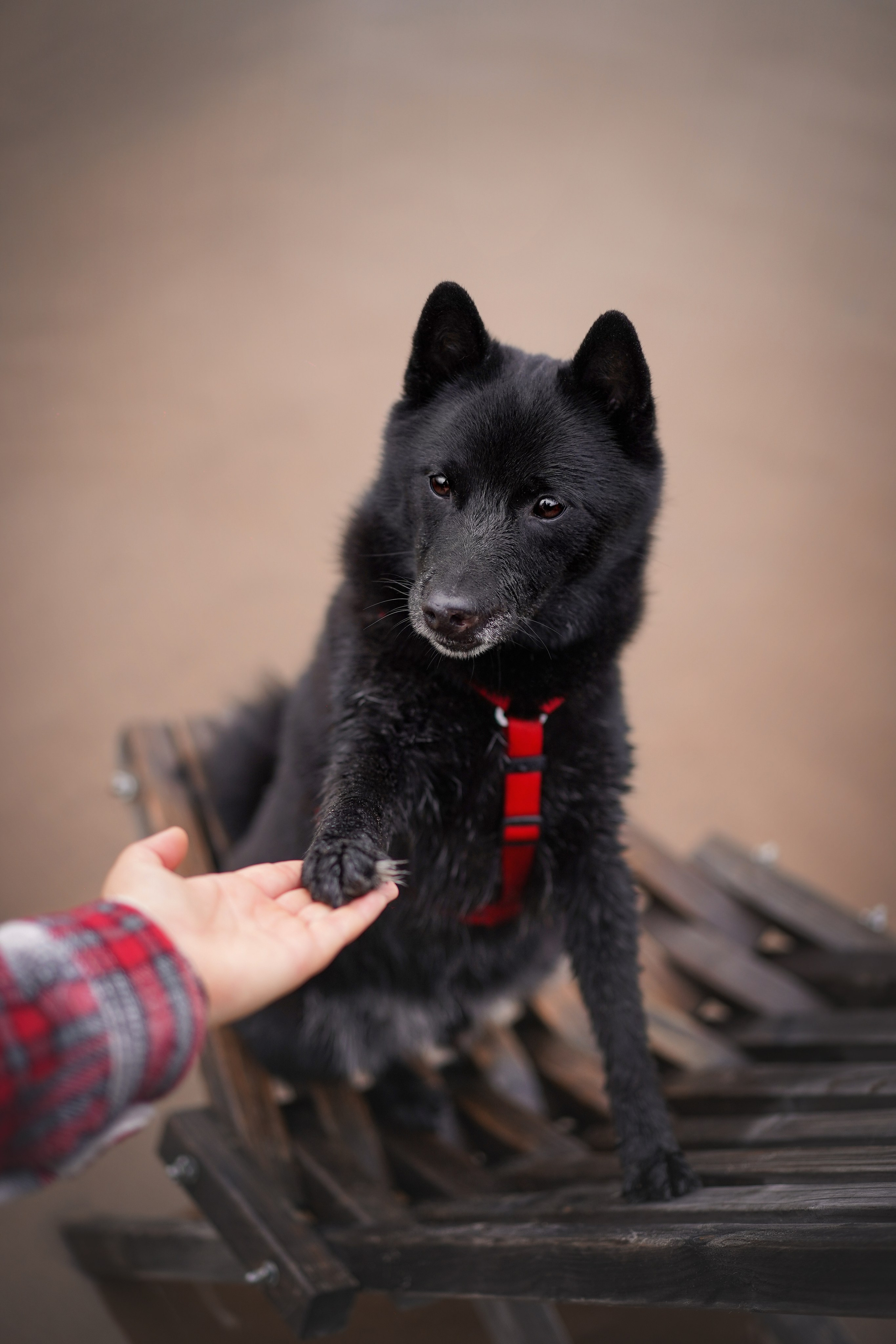 Аня Мишель Арчи и Майкл. Фотограф-анималист в Санкт-Петербурге Яна Мартынова