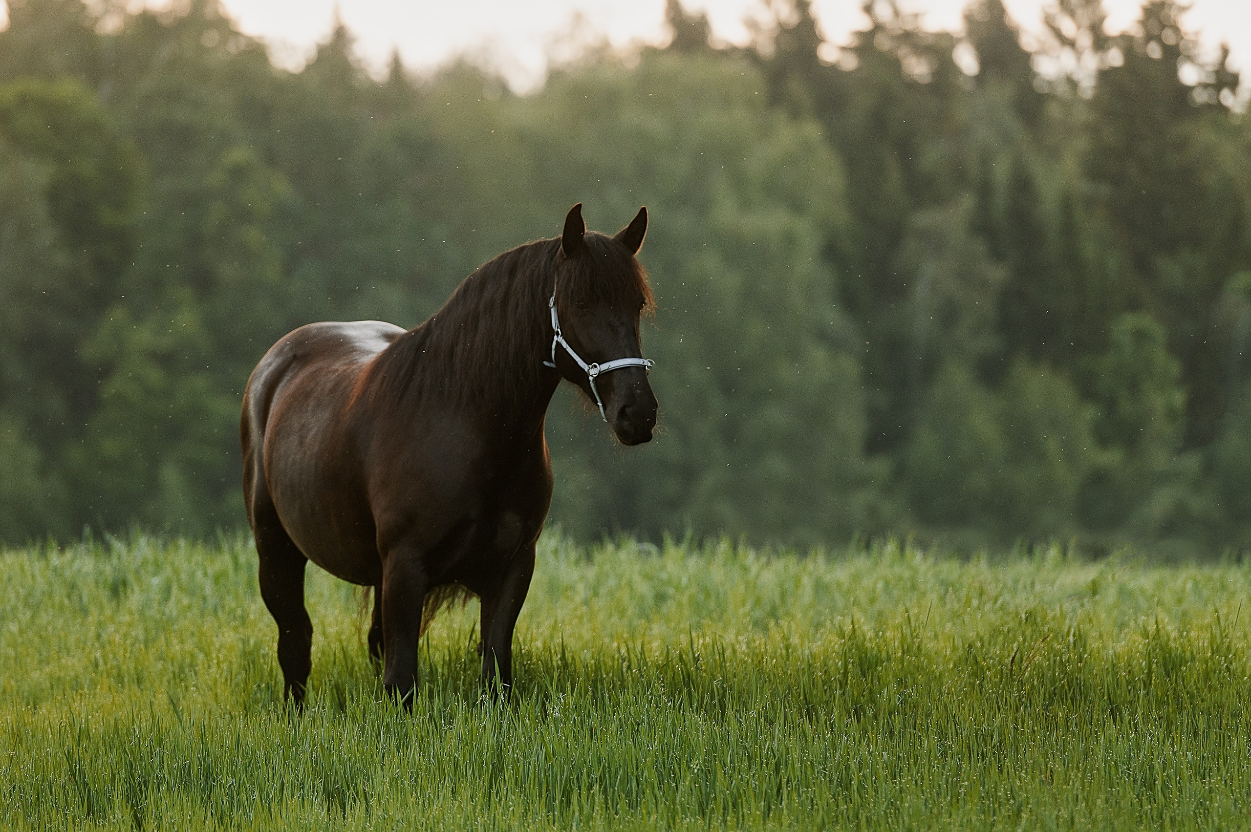 Мара. Фотограф-анималист