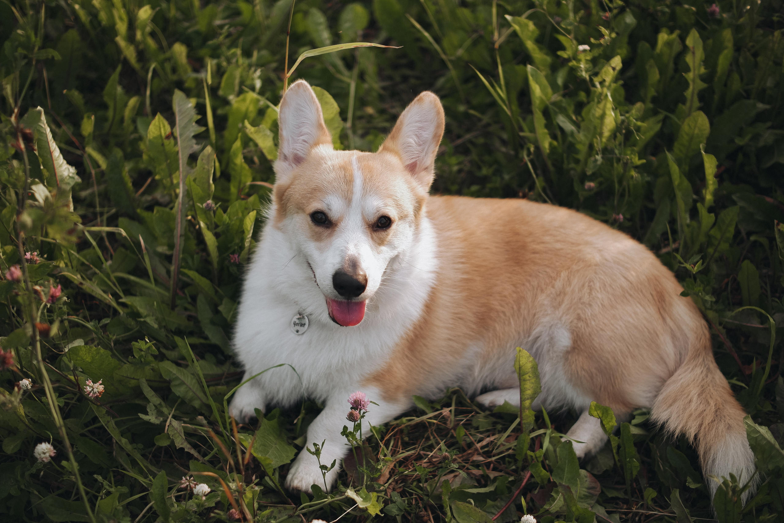 Софа, Женя, Честер и +1