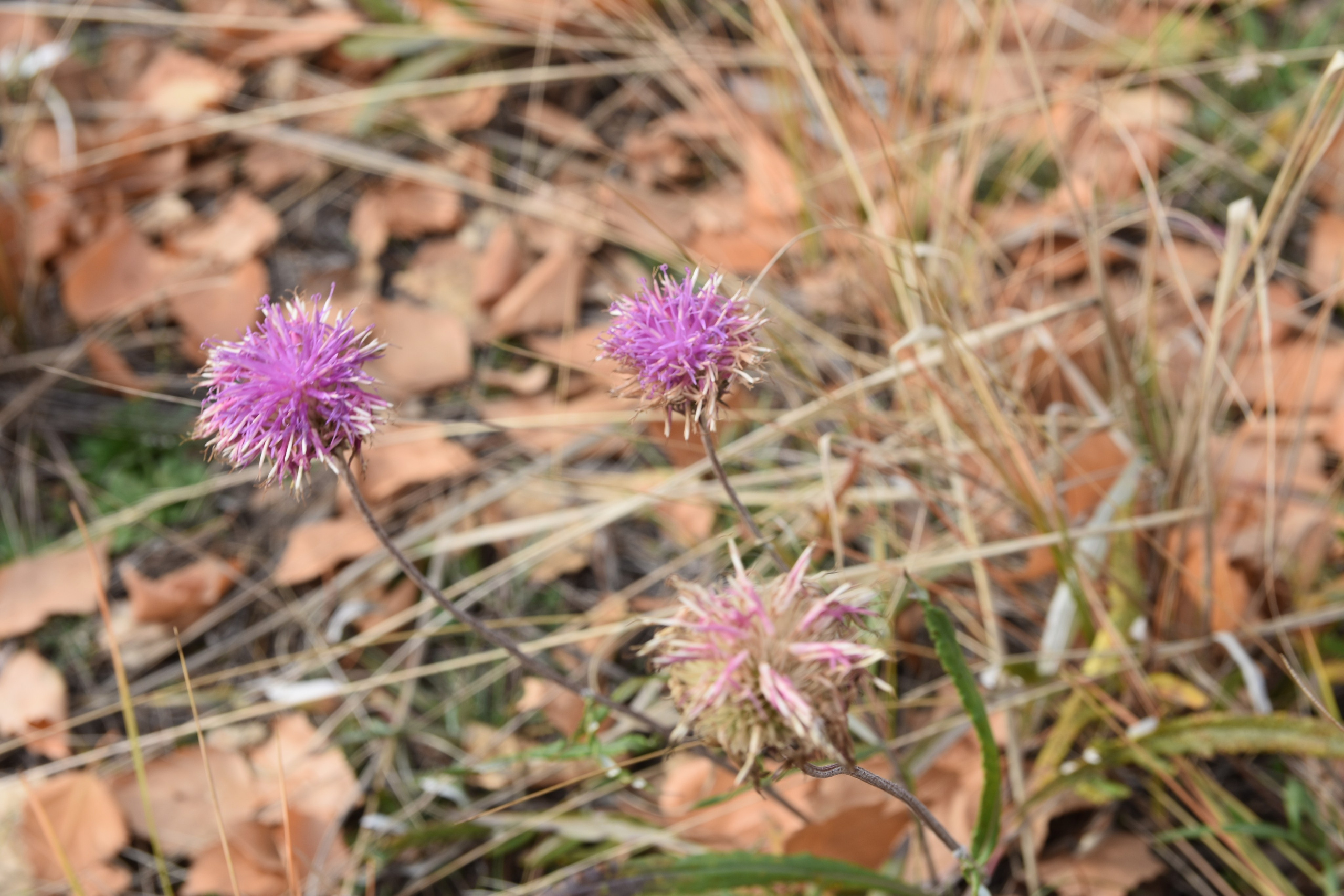 Все что тронуло, миниатюры. Созерцатель. фотографирую что тронуло и впечатлило. самарская область