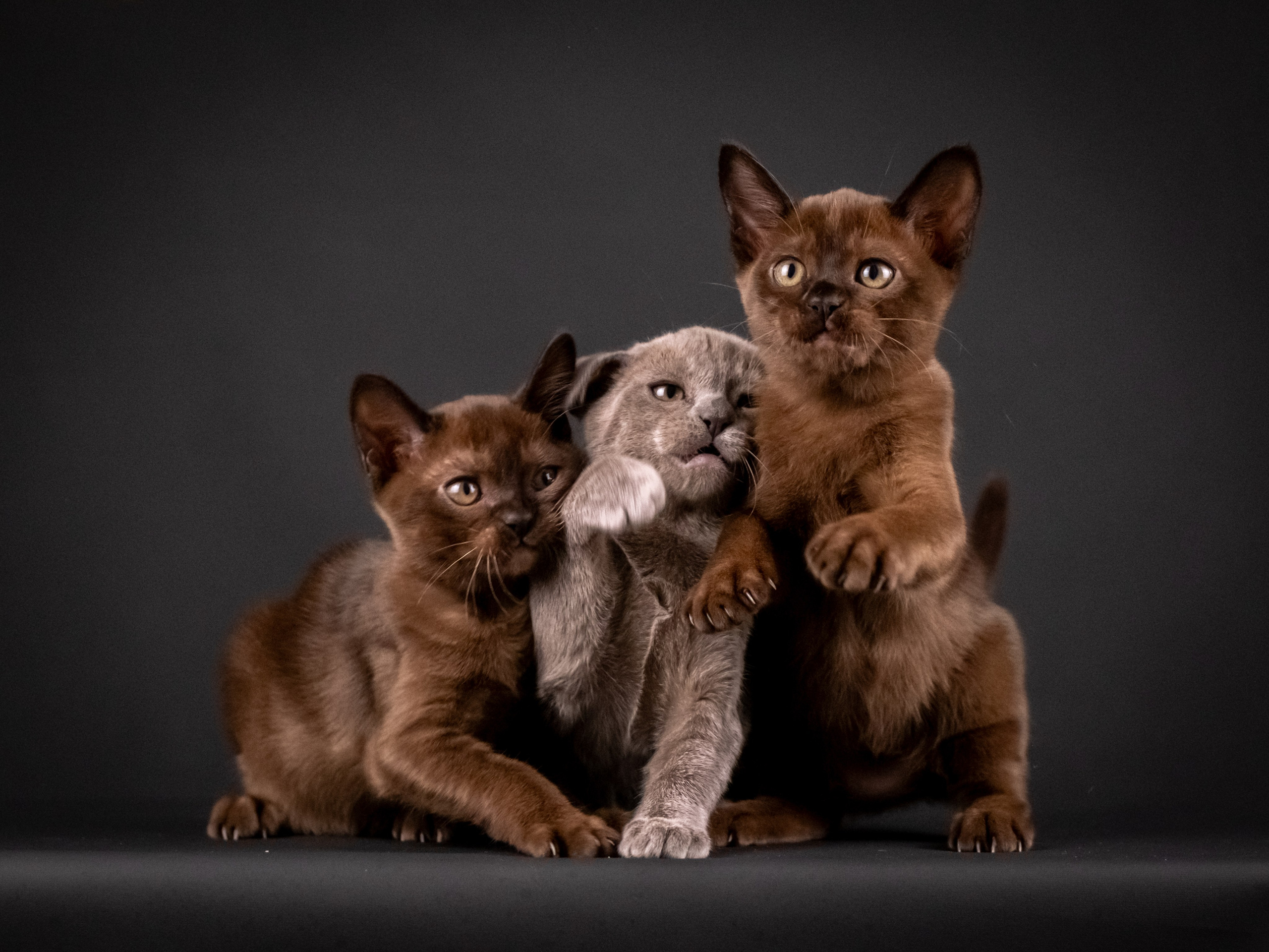 Бурмятки для Елены). Зоофотограф, фотограф животных в Москве и области Дина Дамоцева