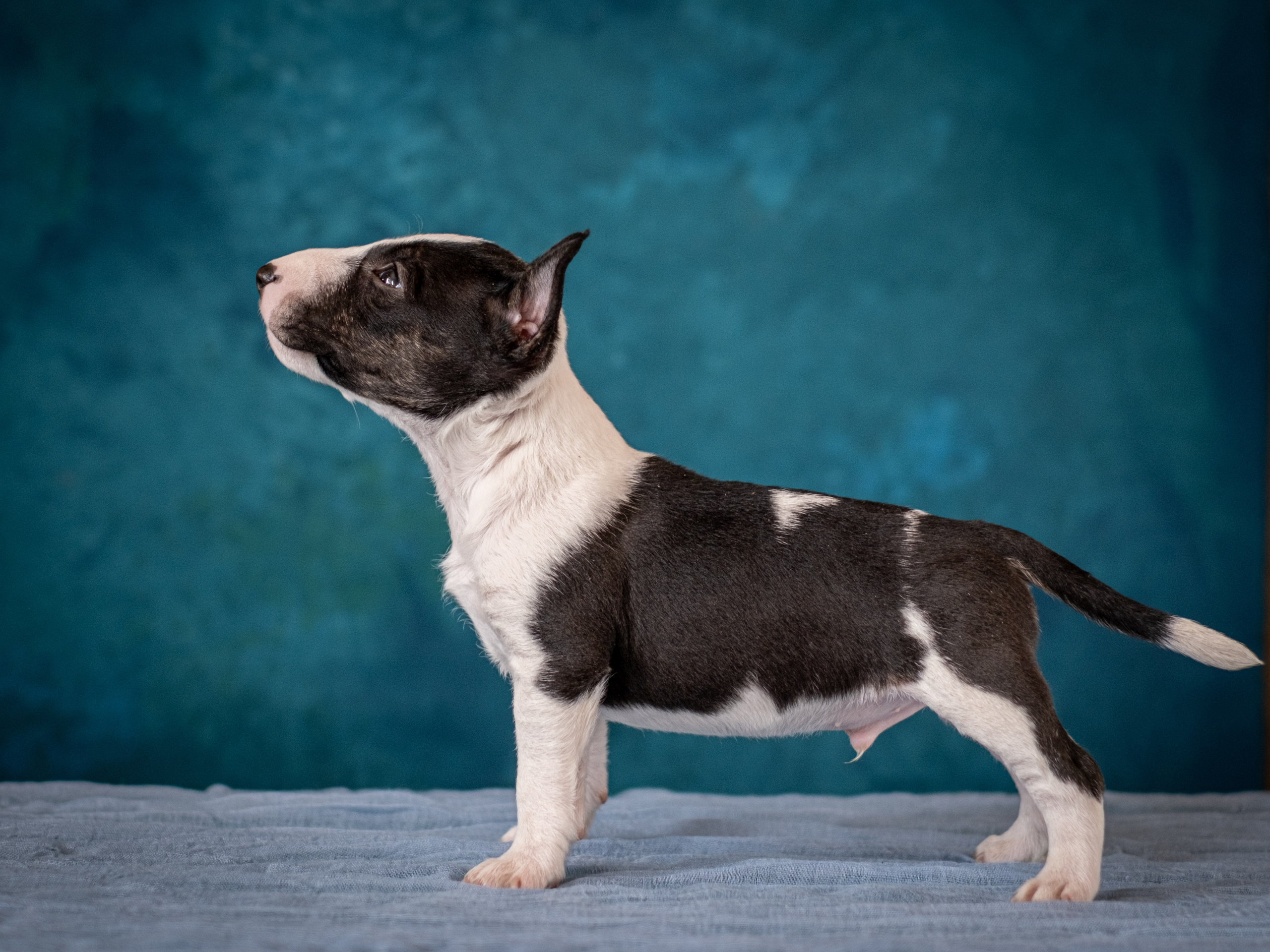 Сладкие булочки (МБТ — миниатюрный бультерьер) для Ильи). Зоофотограф, фотограф животных в Москве и области Дина Дамоцева