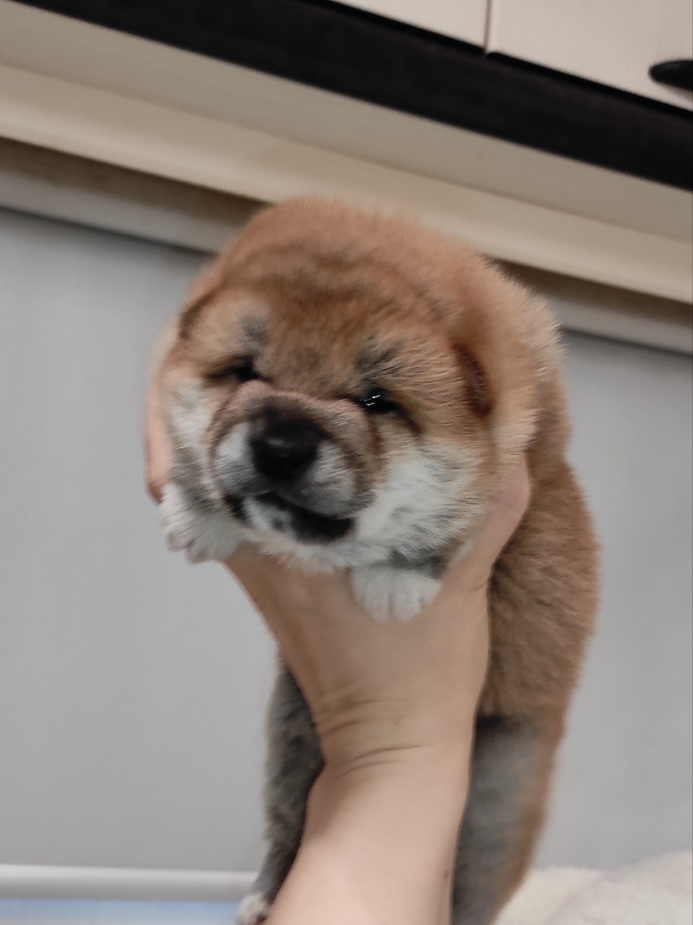 сиба питомник Рубилайт щенки на продажу rubylight  сиба щенки купить СПб Санкт-Петербург 