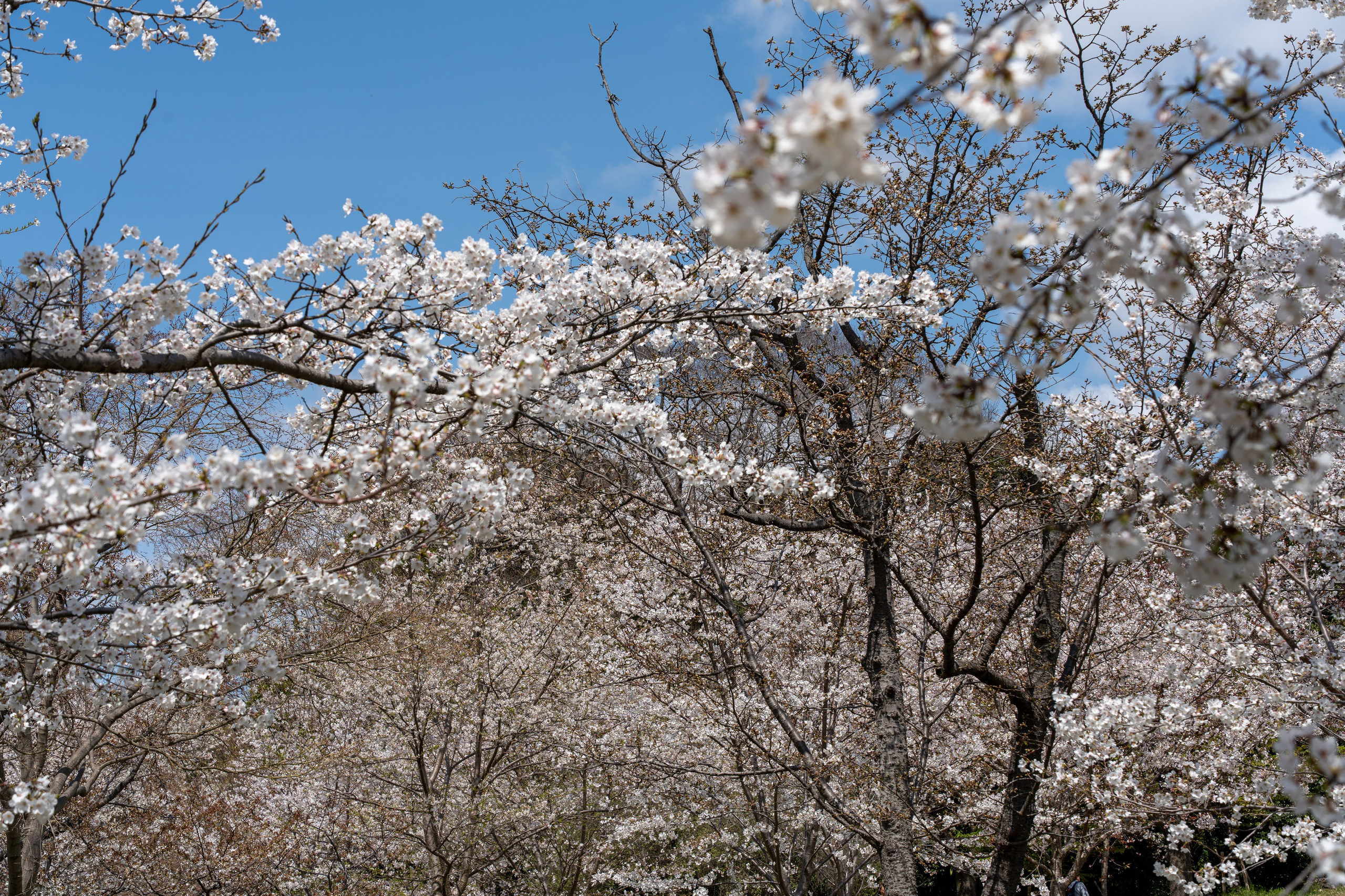 Япония, сакура. Творческие сьемки