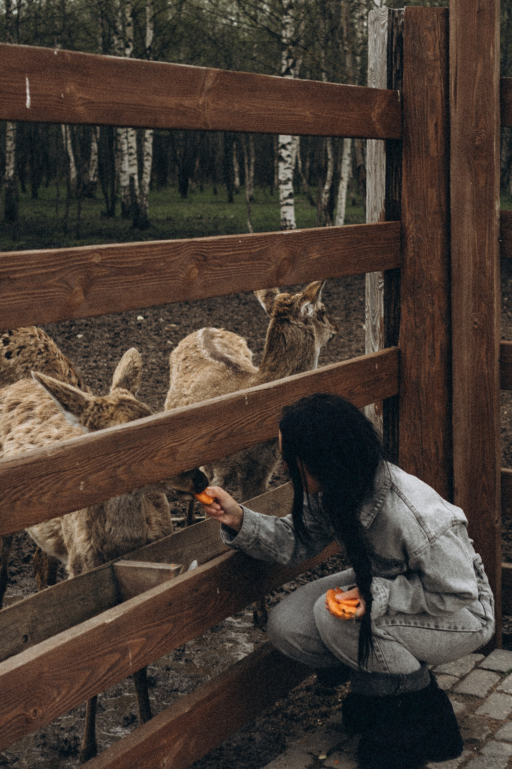 ОЛЕНЬЯ ФЕРМА В ТВЕРИ. Профессиональный фотограф, Санкт-Петербург — Виктория Богомолова