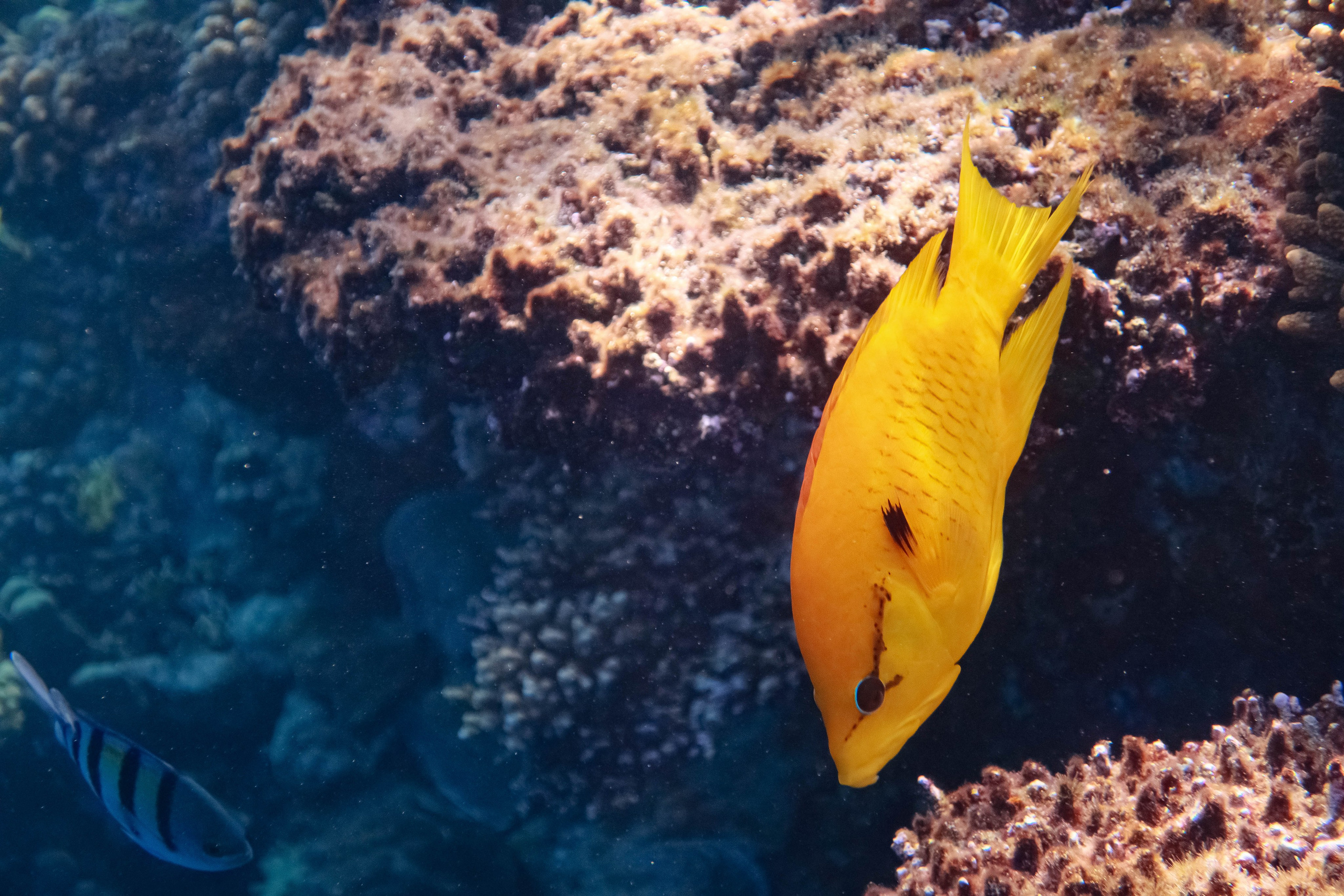 Fish. Фотограф Светлана Голицына