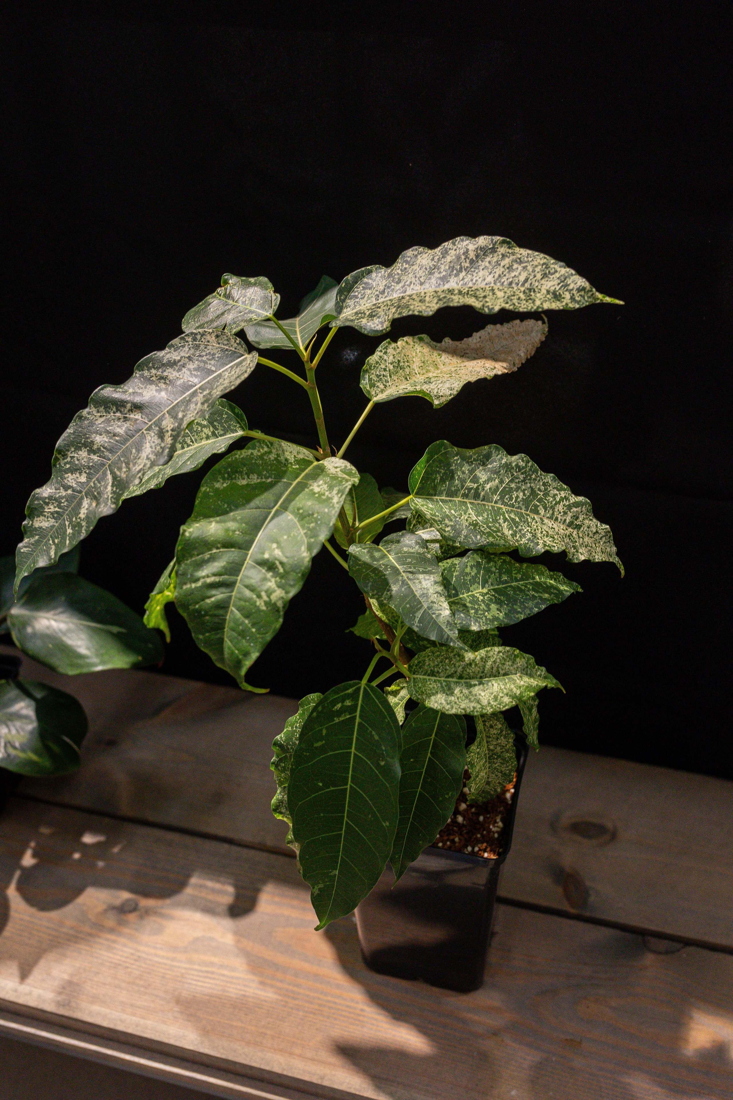 Ярмарка Green Rare 20.09.25. Александра Куликова фотограф, Москва