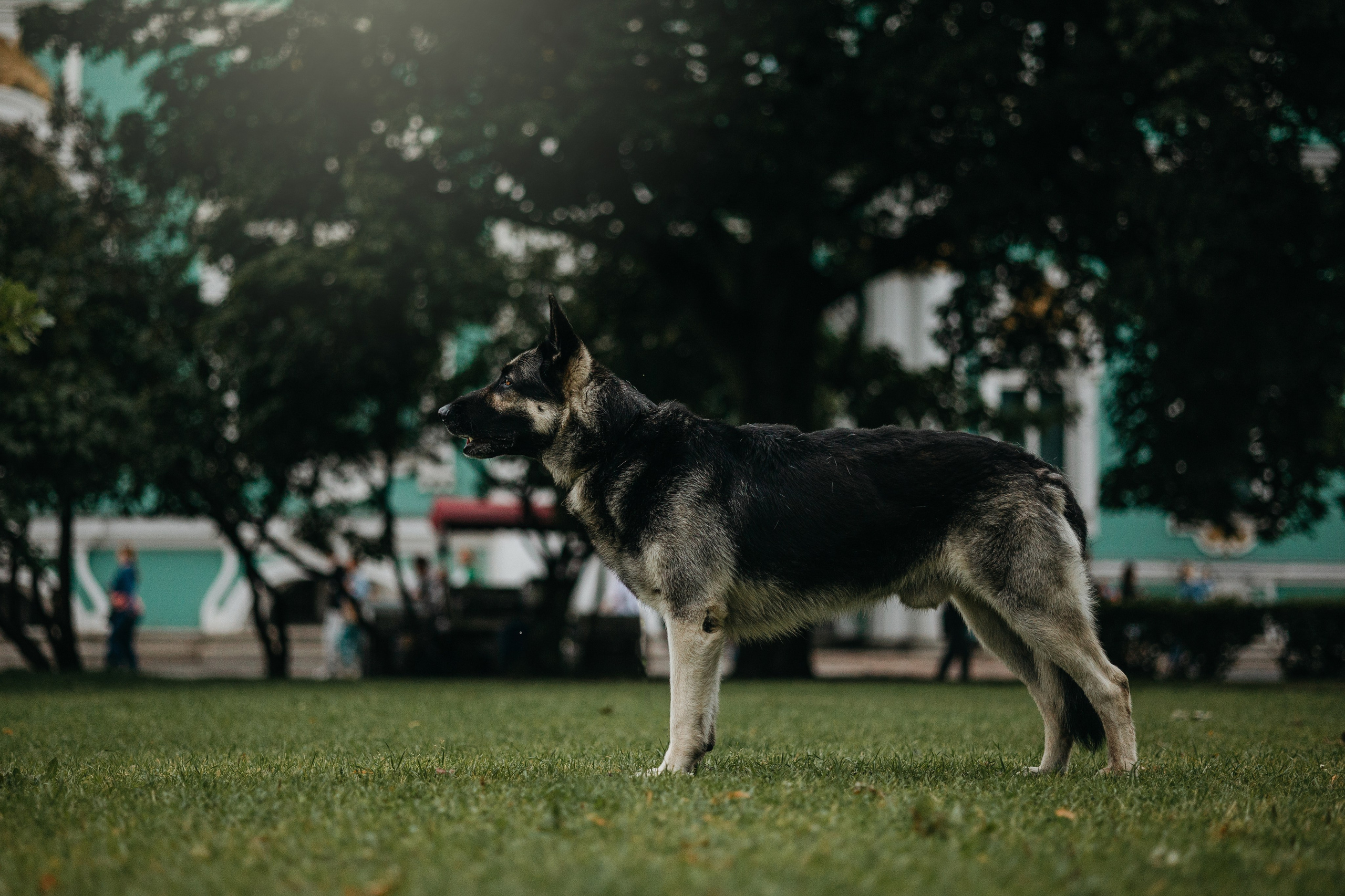 Рей и Ксения. Фотограф — Анималист | Санкт-Петербург