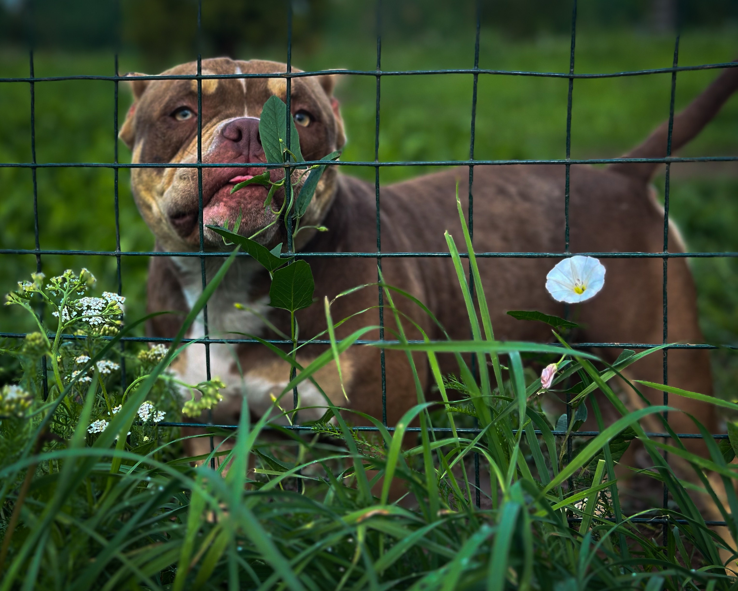 Ultimate Bully Tinky-Winky. Питомник американских булли Bounty Pride Bully