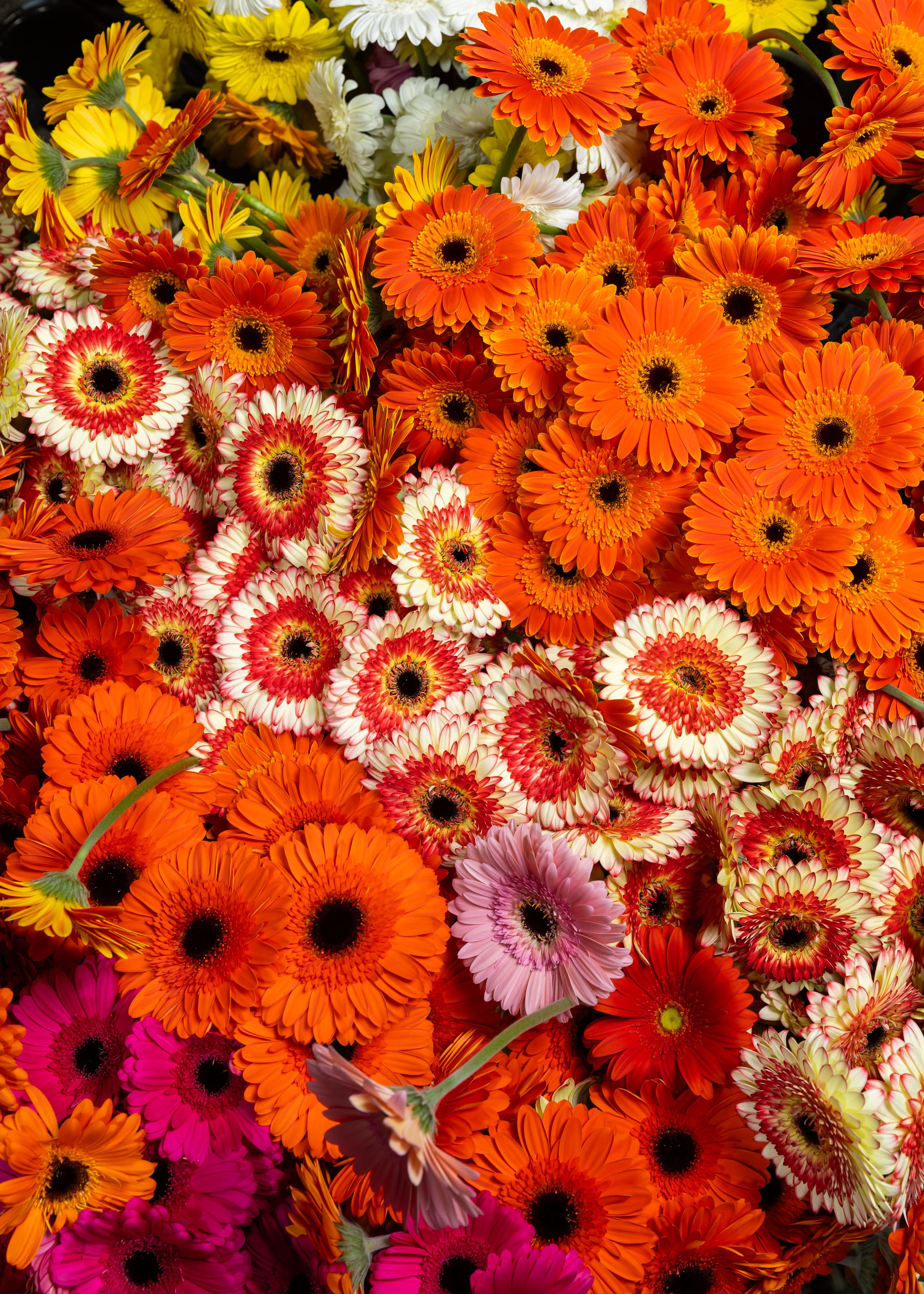 26.02.2026 Цветополис. ФОТОГРАФ ВИНОГРАДОВА ДАРЬЯ