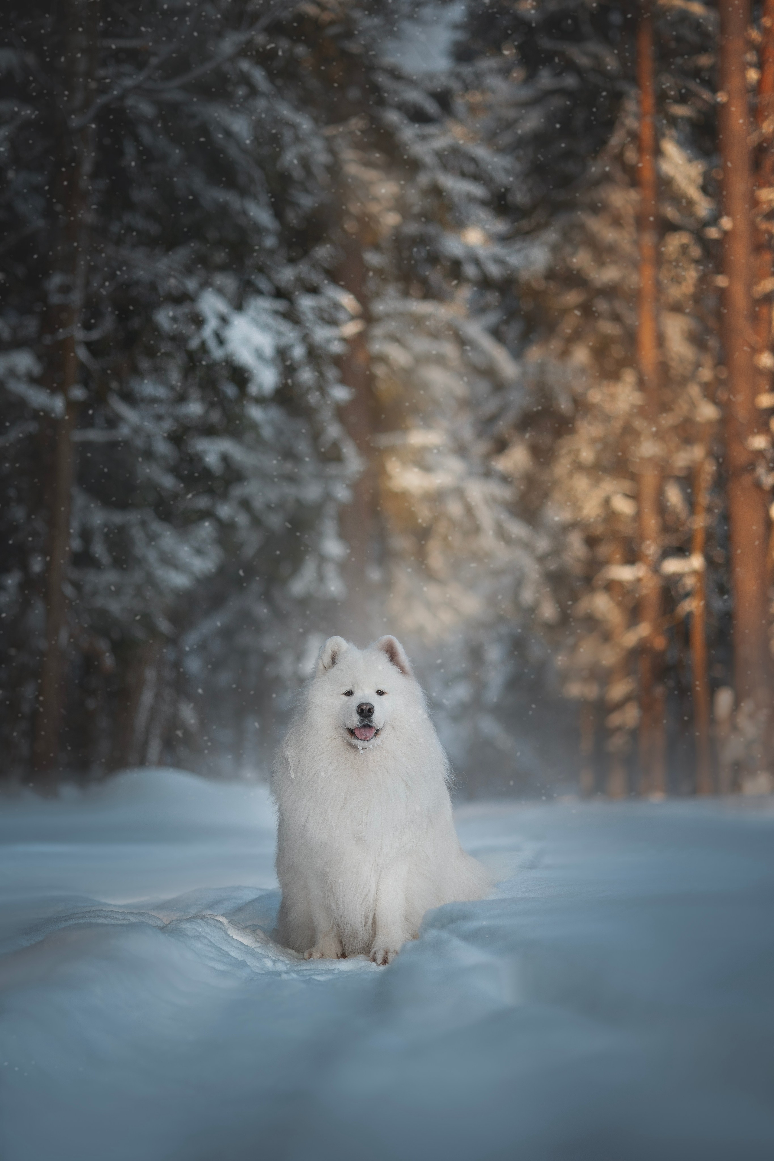 Фото собак, животных зимой. Фотограф анималист в Москве Майорова Евгения