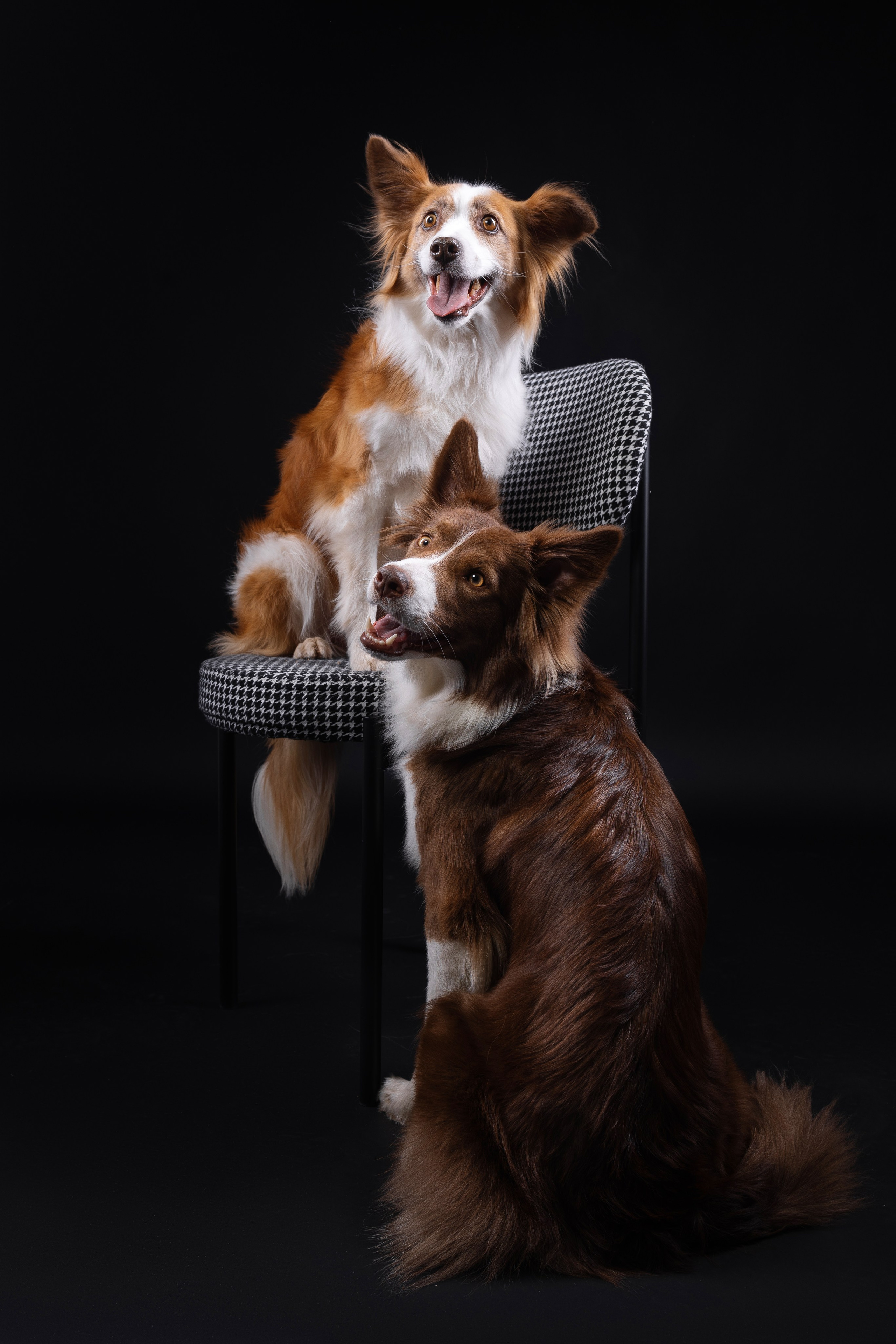 Беатрисс и бордер Вивьен в студии. Фотограф анималист в Москве Майорова Евгения