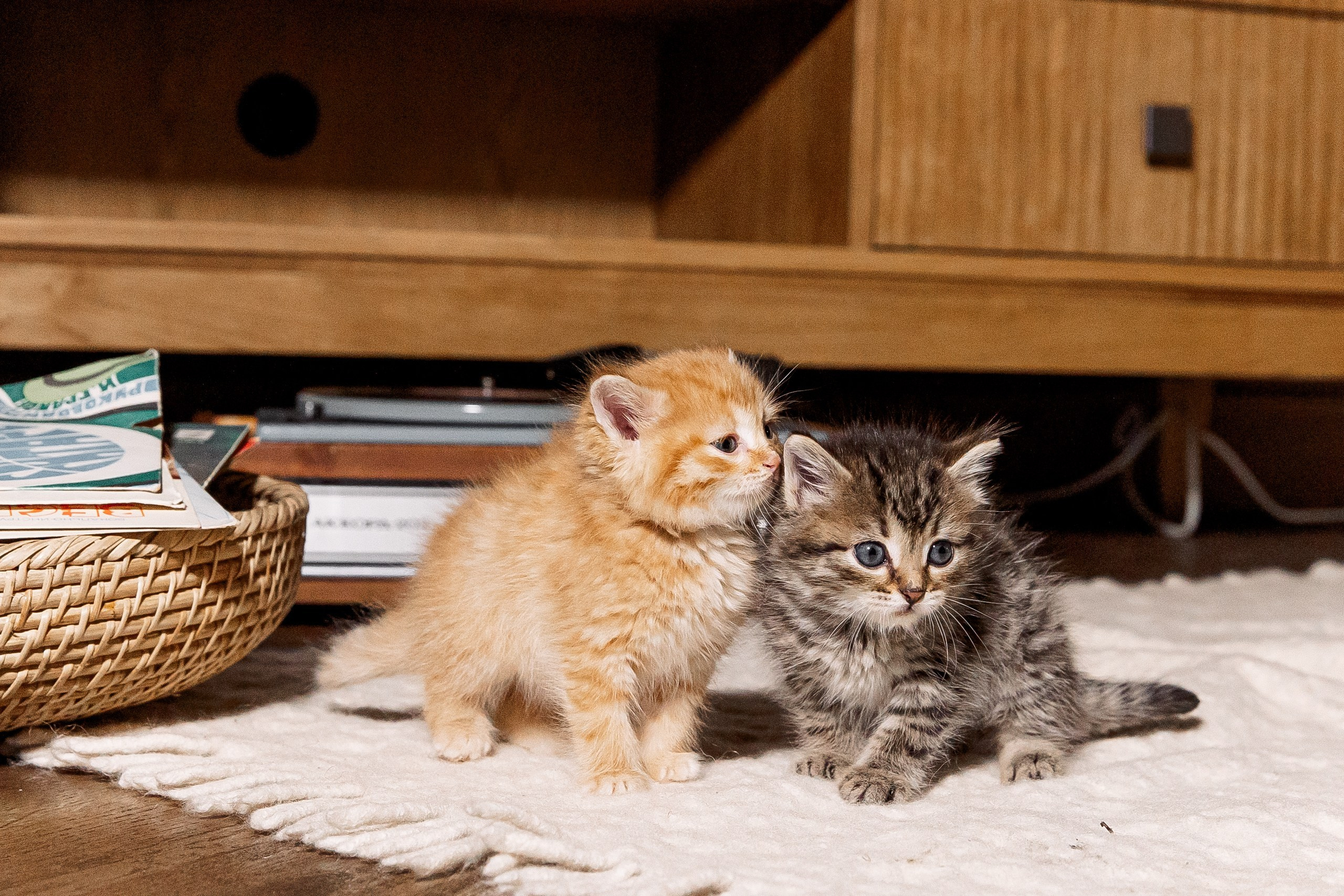 Эдуард и Дарья с сыновьями. Свадебный и семейный фотограф в Челябинске Юлия Ишимова