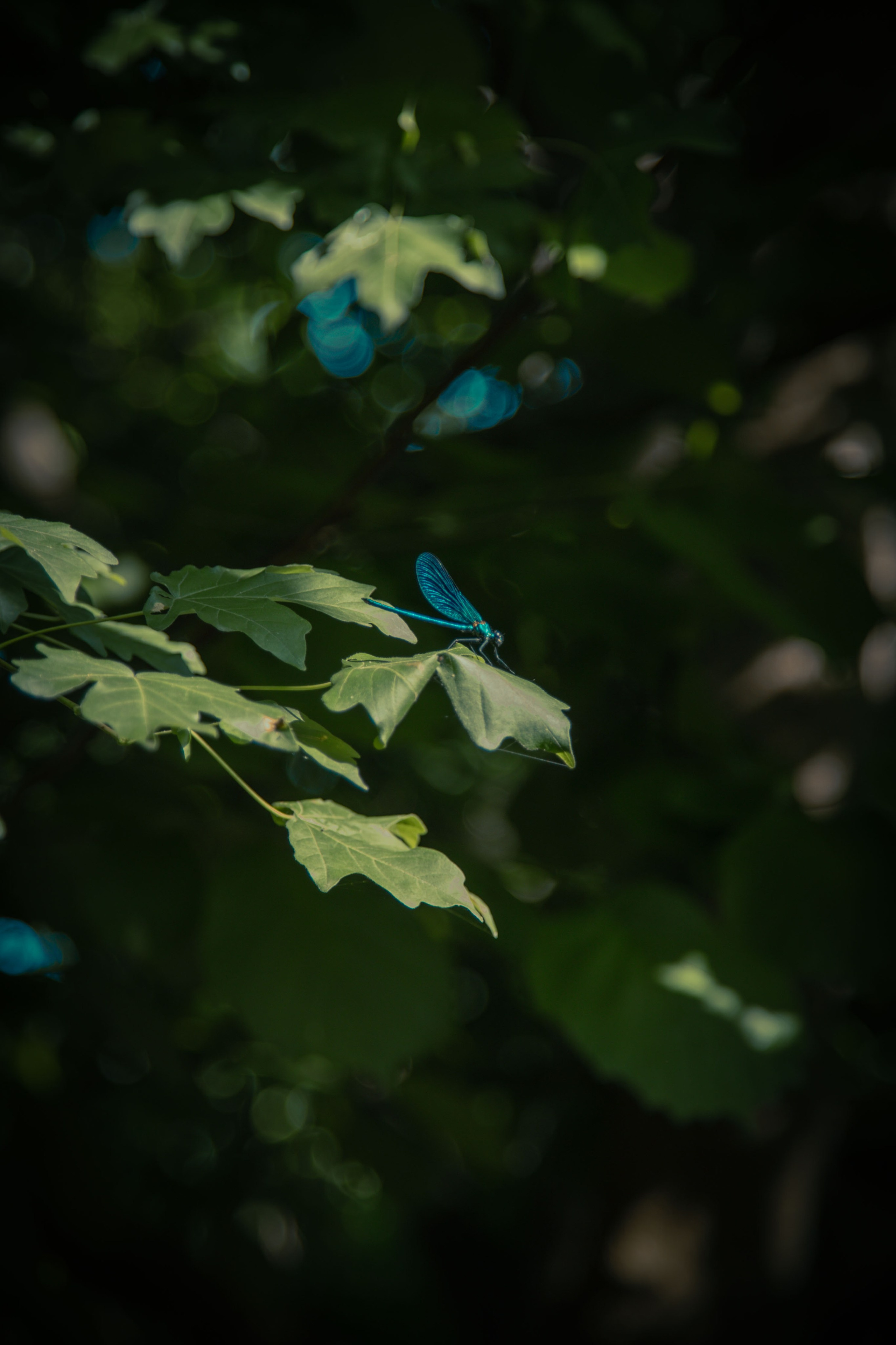 Зоопарк. Dmitriy [KCCC] is a pretty cool photographer