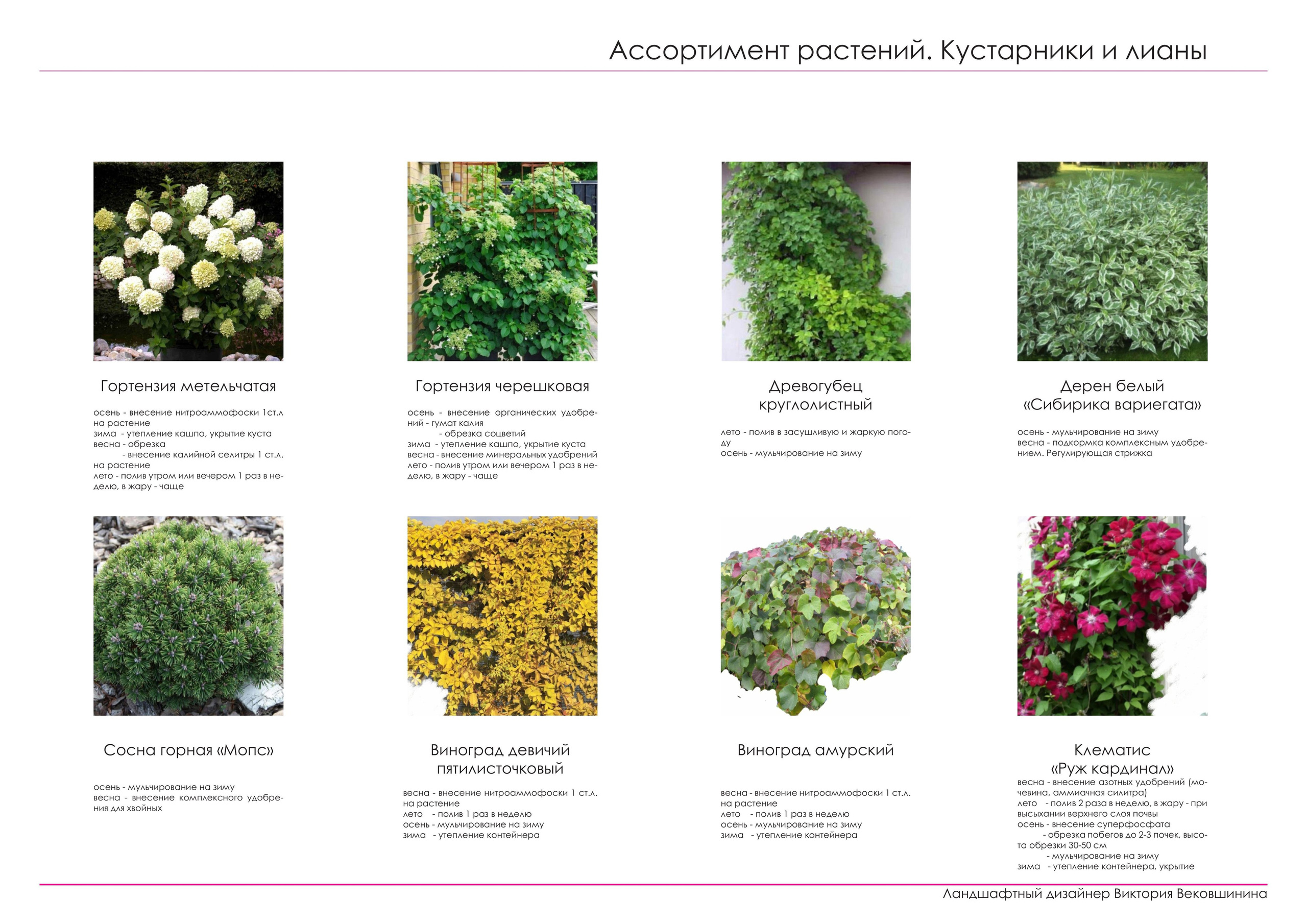 Проект озеленения. Ландшафтная архитектура, проектирование и дизайн садов