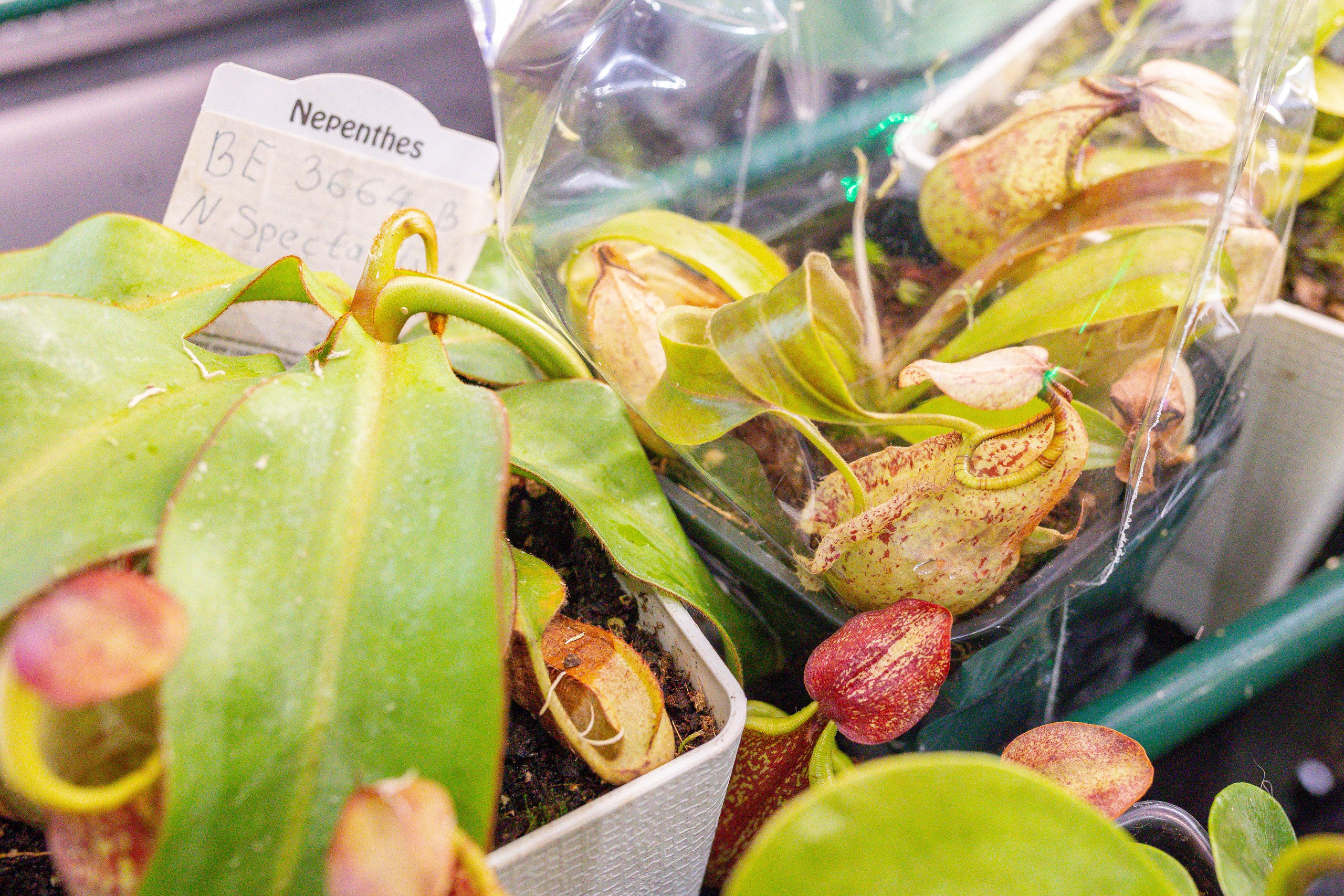 Монстериум 11–12 октября. Александра Куликова фотограф, Москва